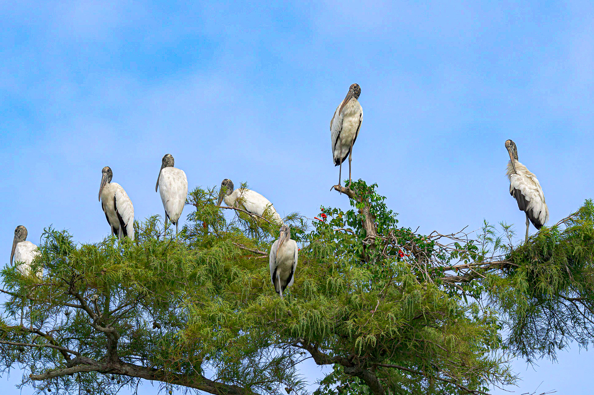 Wood storks 9, Carl Bazemore Bird Walk