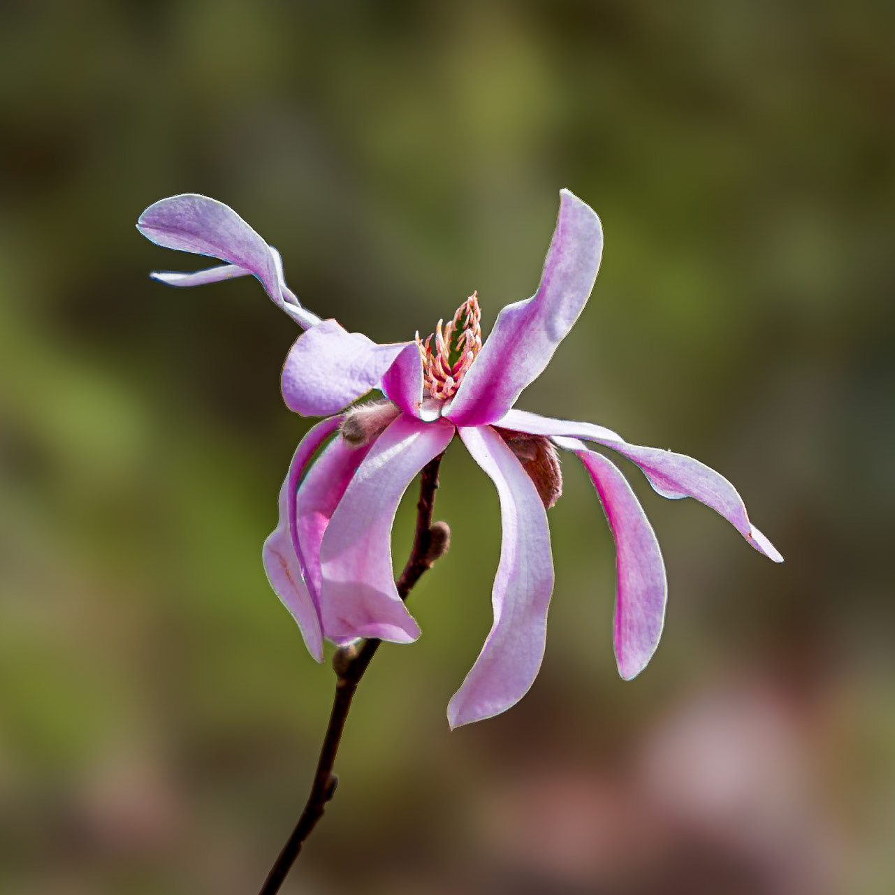 Tulip Magnolia 2, Magnolia Plantation, Charleston, SC