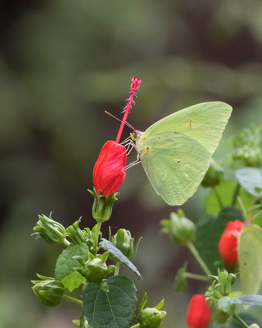 Cloudless sulfur on wax mallow 1, Brunswick County Botanical Gardens