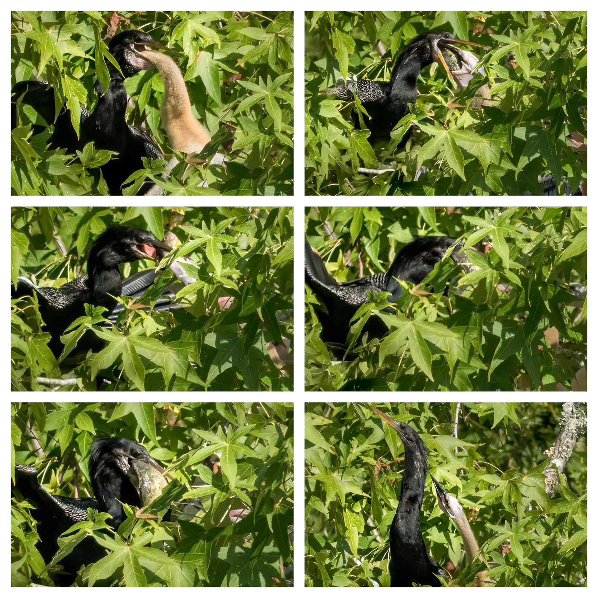 Anhinga nest 30, Feeding series,  Sea Trail , Week of July 25, Nest 1