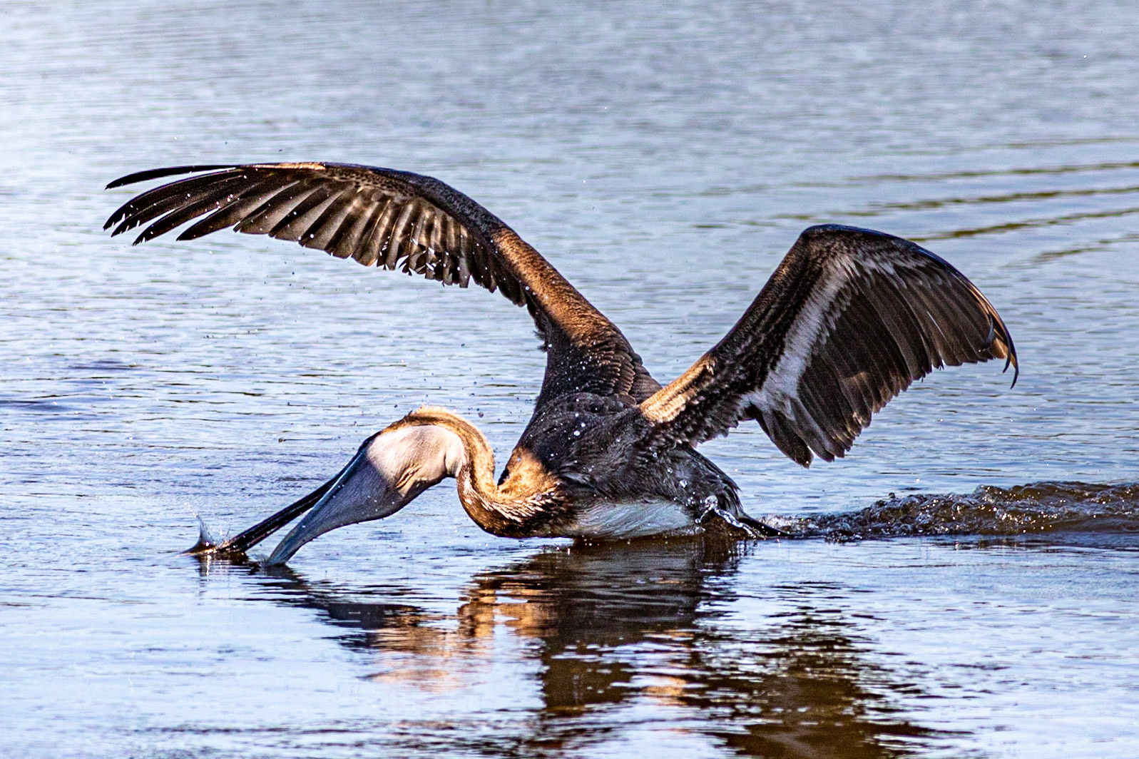 Pelicans 33, Huntington Beach State Park, SC