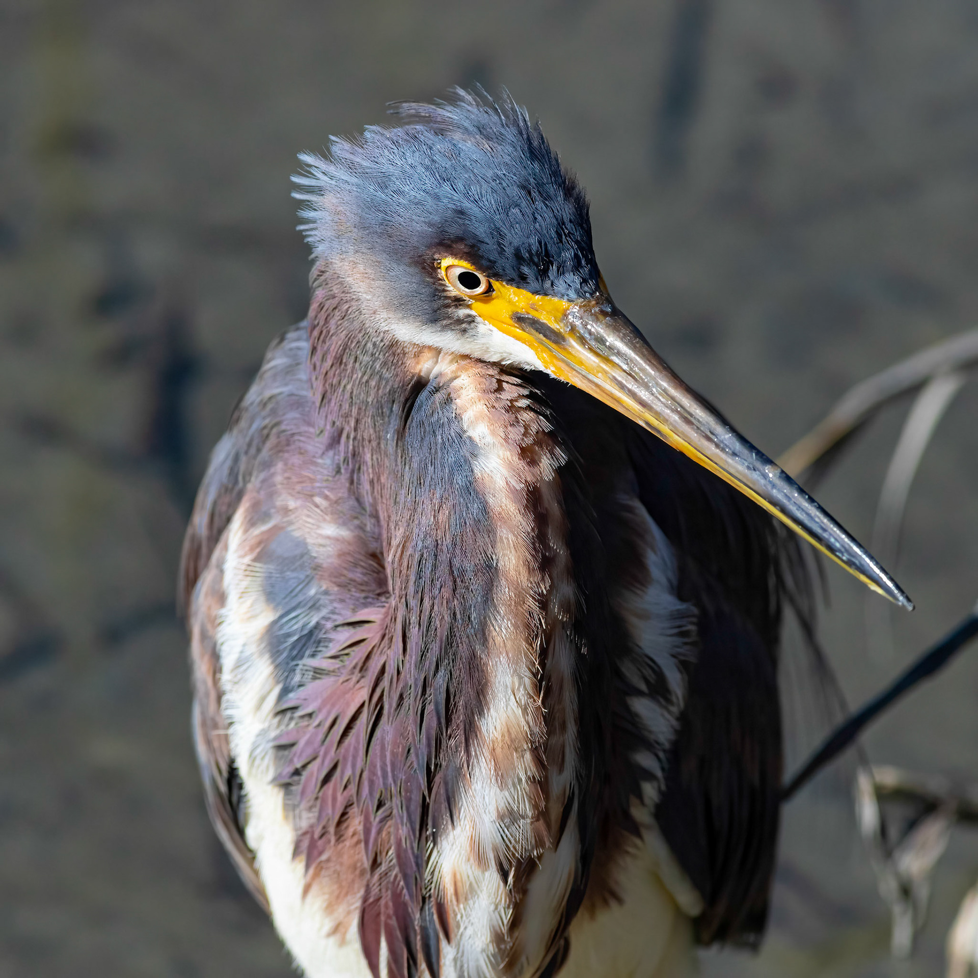 Tricolor heron 19, Huntington Beach SP, SC