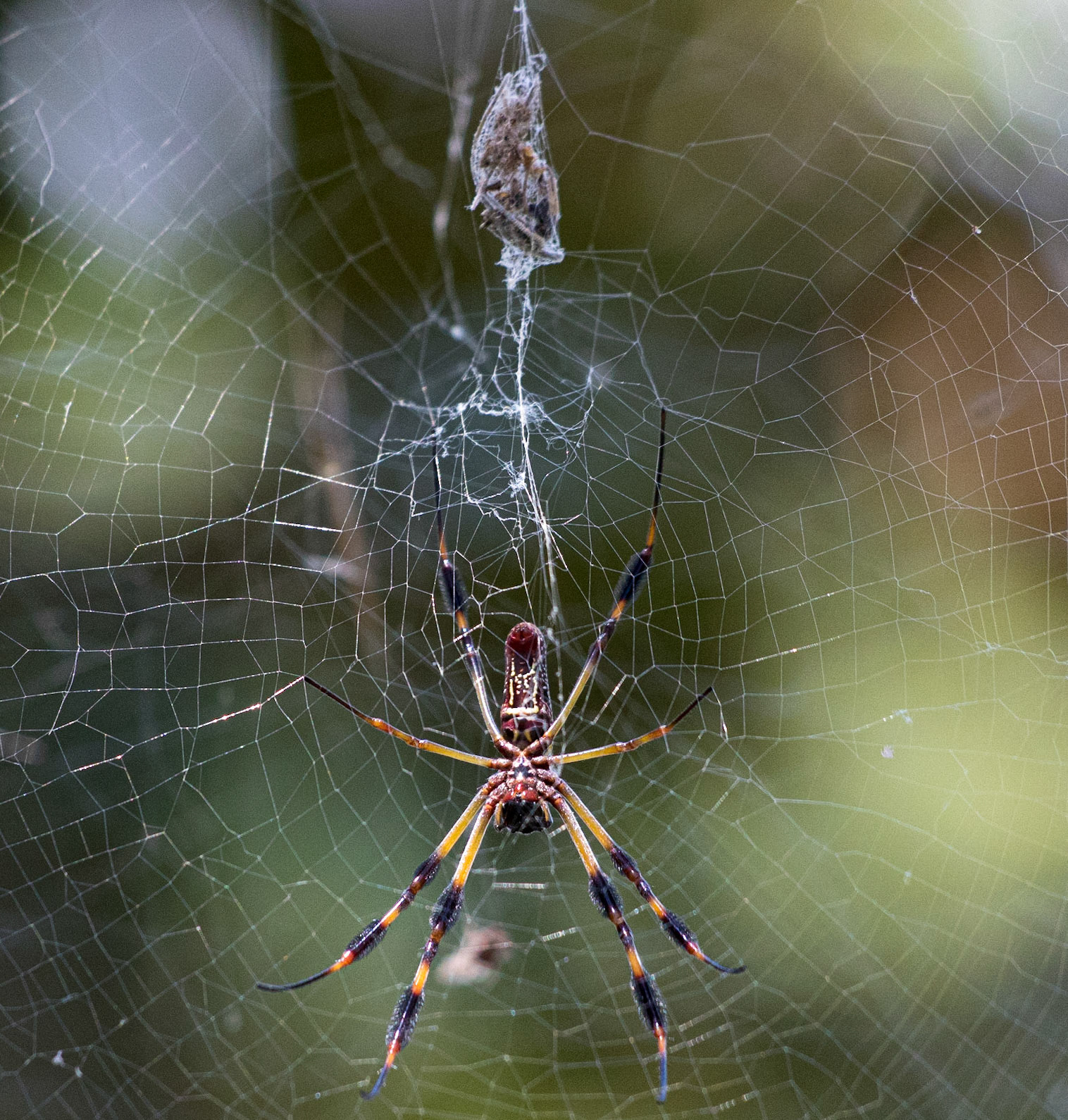 Spider 1, Airlie Gardens