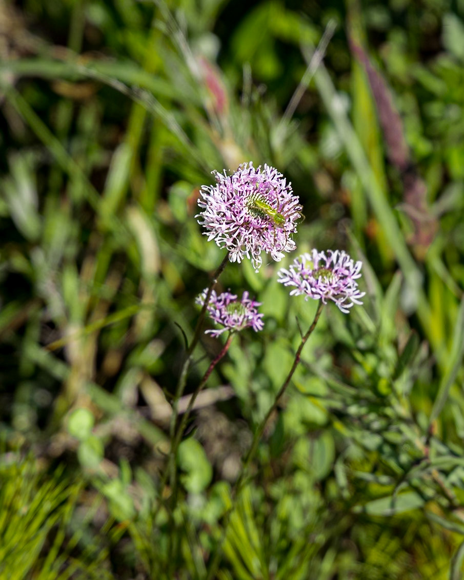 Barbara's buttons 7, Greater Green Swamp area