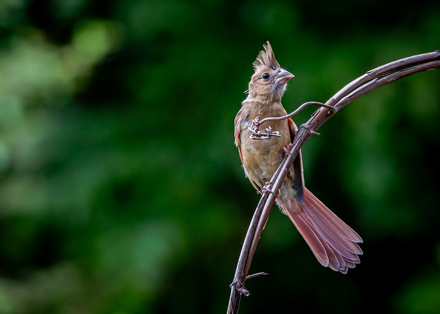 Cardinal fledgling 16, The Nut House, Clemson, SC