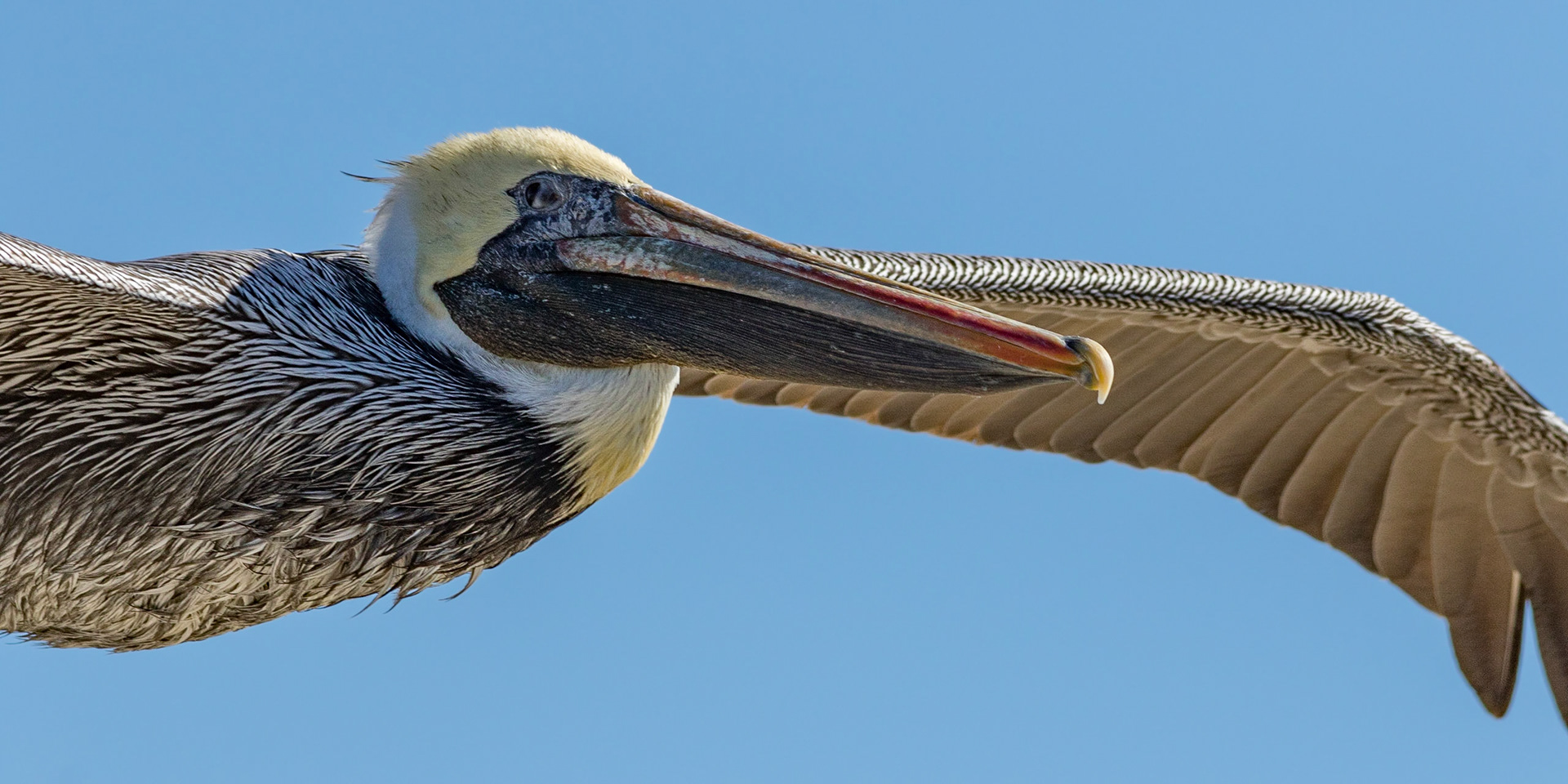 Pelicans 55, OIB east end