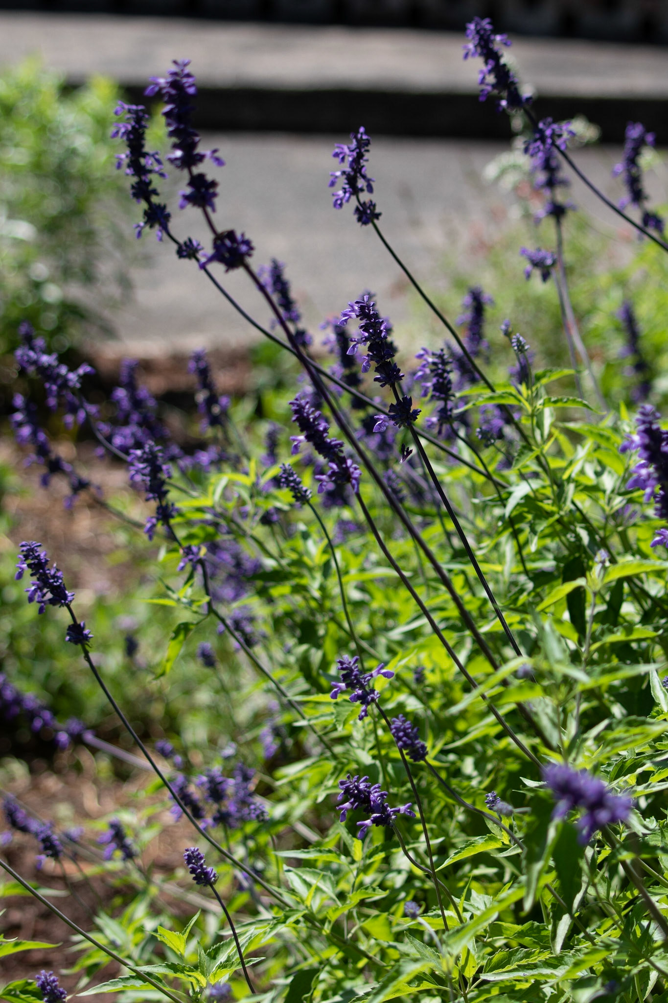 Brookgreen Gardens