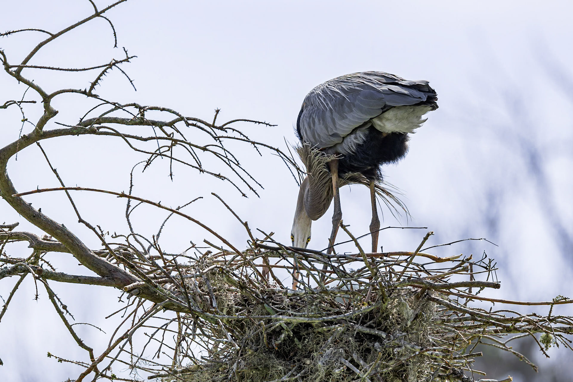 Great Blue Heron 93, Magnolia Plantation, Charlestton, SC