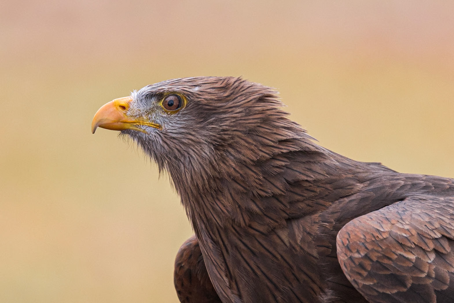 African kite, yellow billed kite 10, Center for Birds of Prey, Awendaw, SC