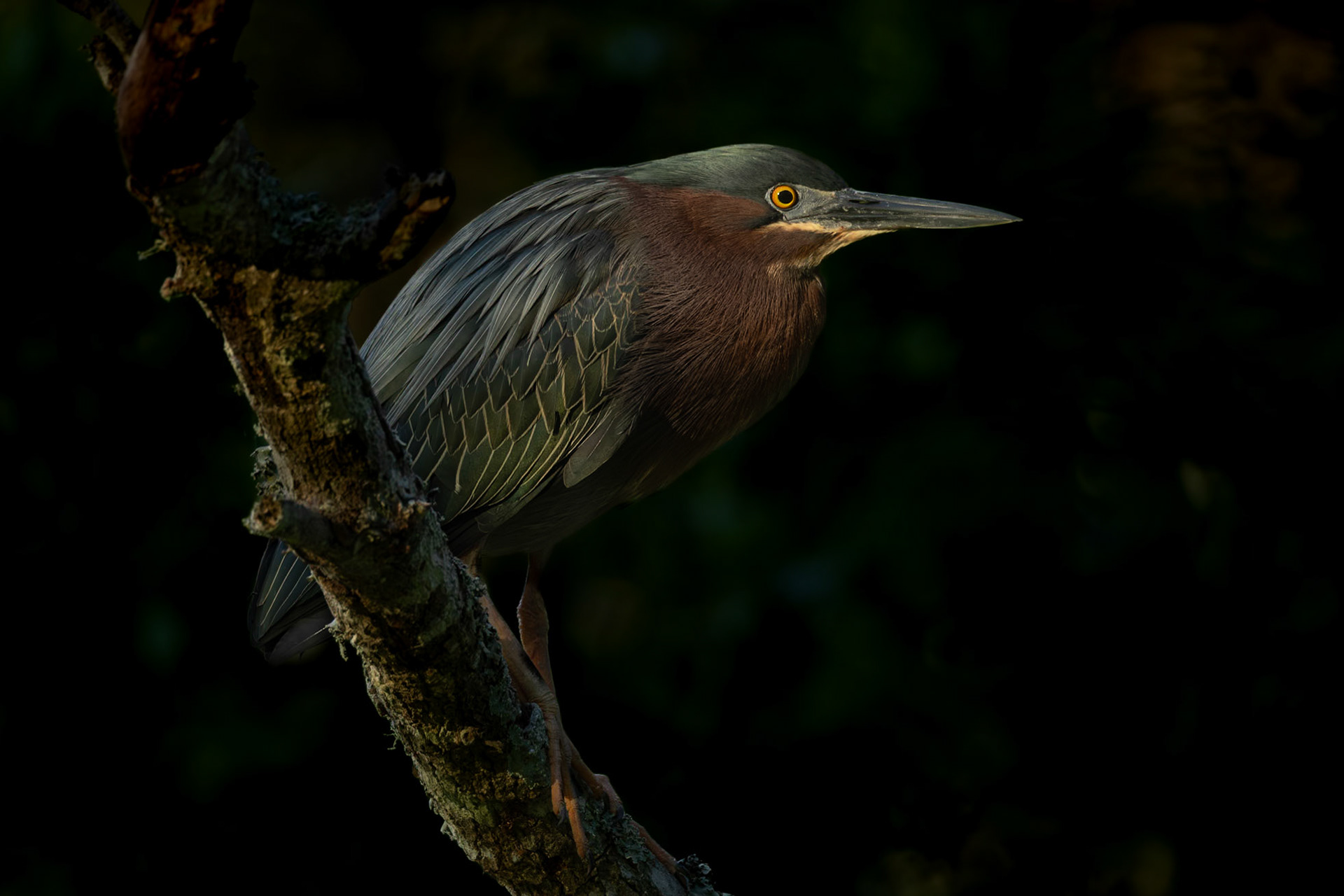 Green heron 14, Huntington Beach State Park, SC