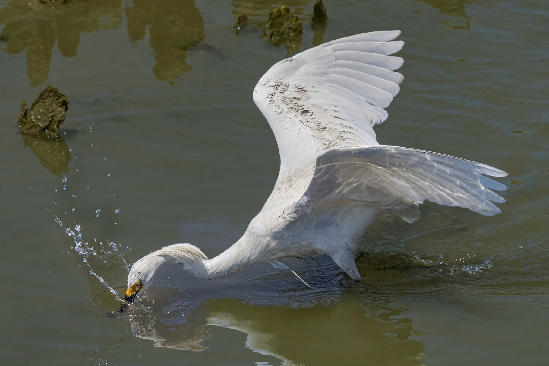 Snowy egret 17, OIB gazebo behind chapel