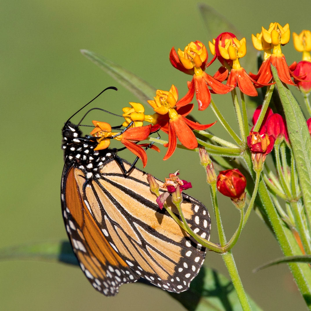 Monarch on Milkweed, New Hanover County Arboretum
