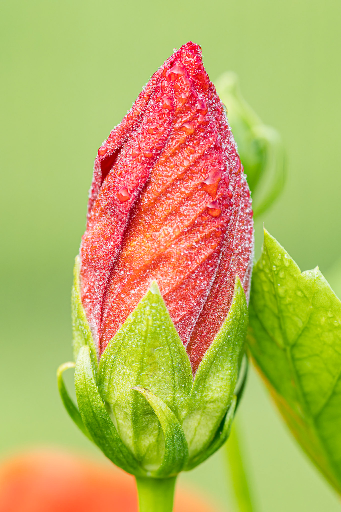 Hibiscus 9, Private home in Calabash, NC