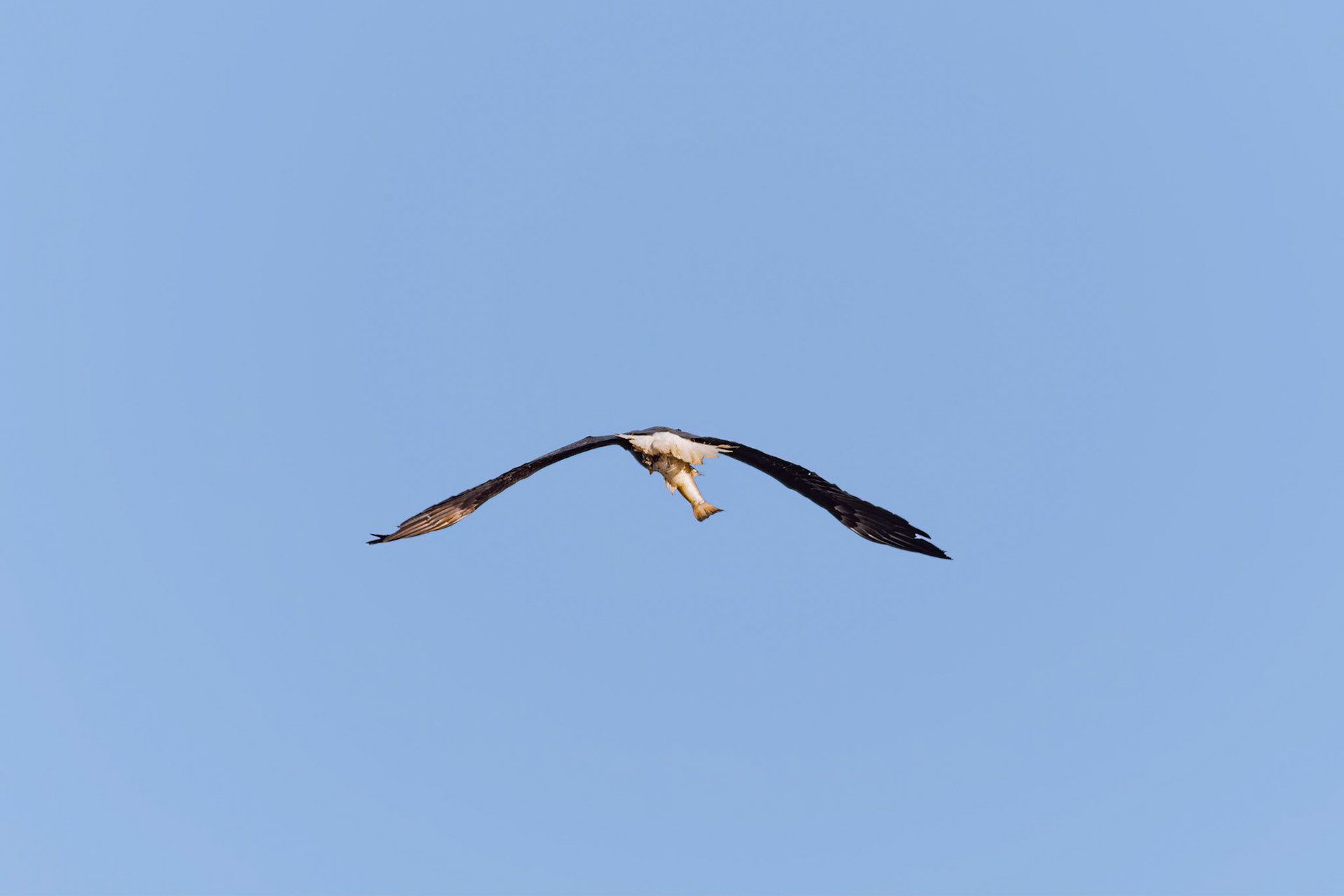 Bald eagle 46, Oyster Bay, Sunset Beach