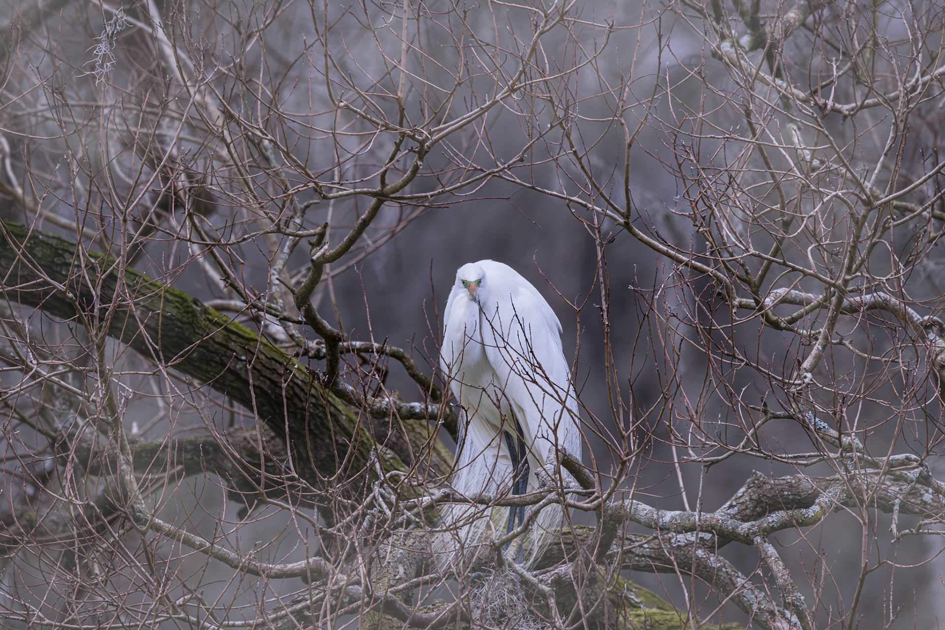 Great egret 69, Magnolia Plantation, Charleston, SC