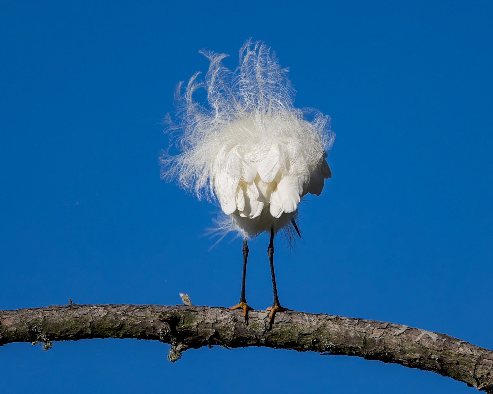 Snowy egret 25, Huntington Beach State Park, SC