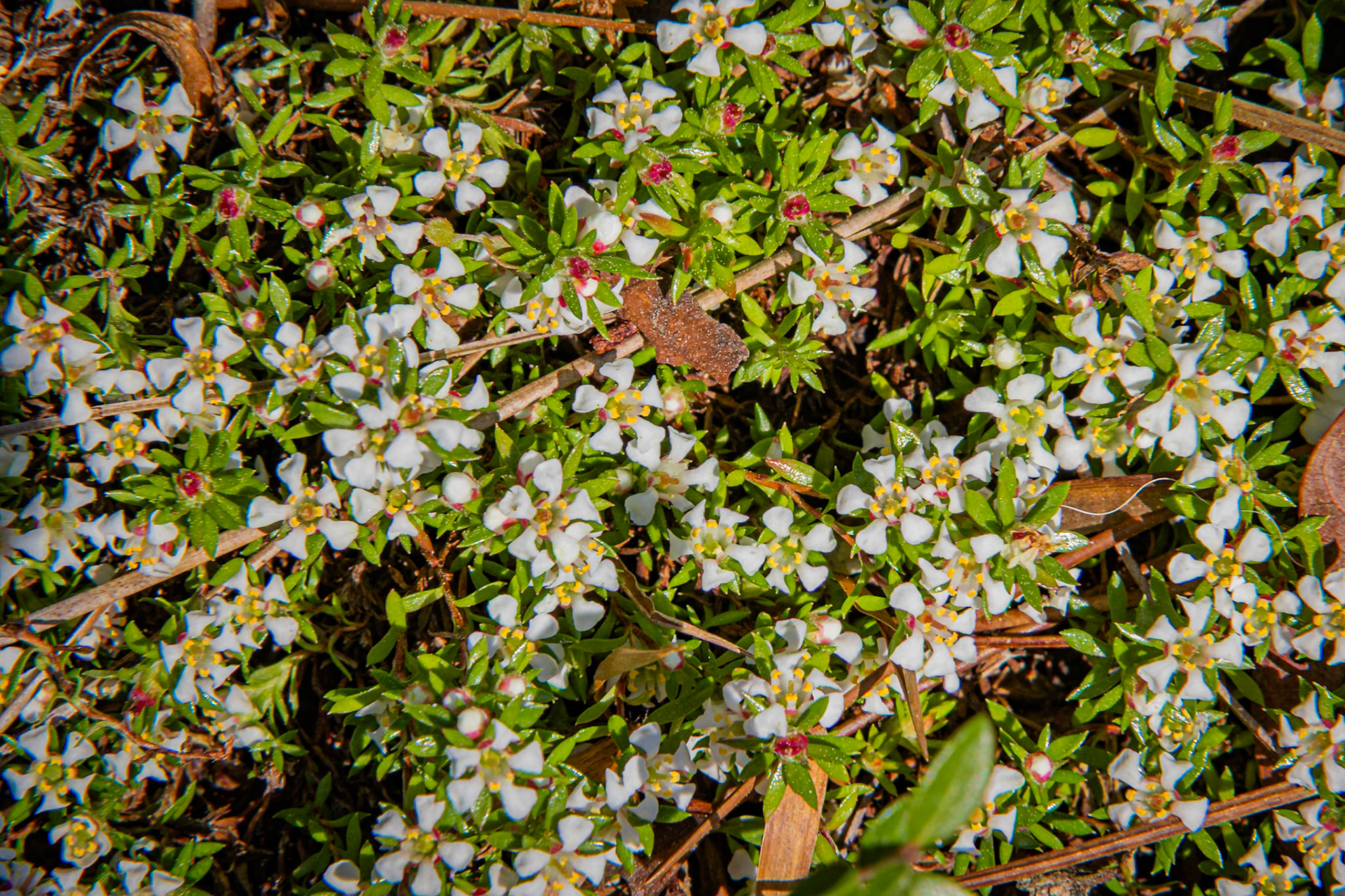 Pyxie moss 1, Green Swamp Preserve