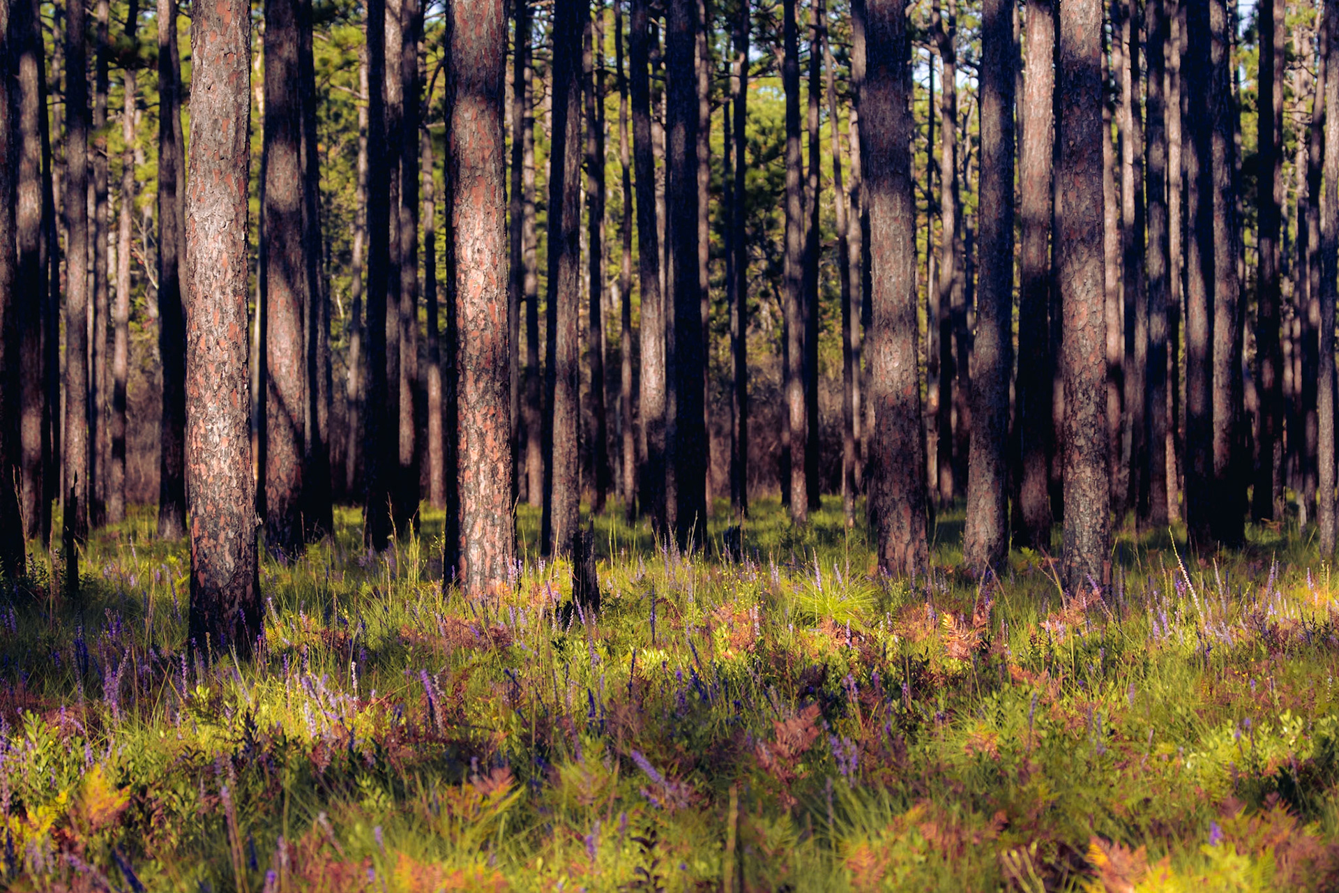 Pine barren 10, Green Swamp Preserve