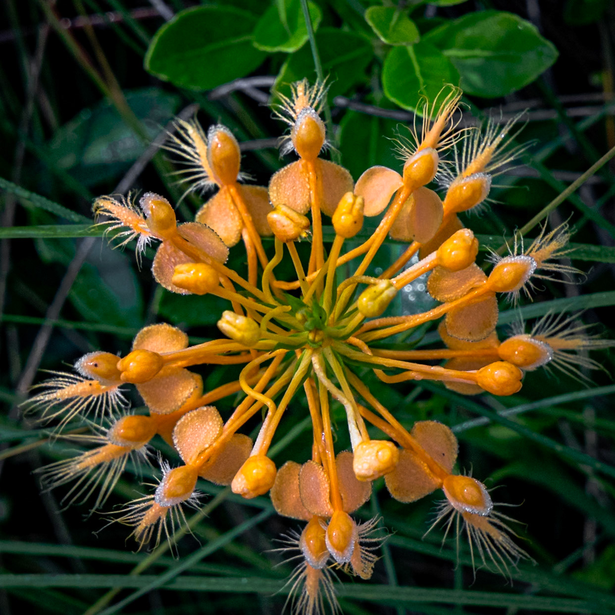 Orange fringed orchid 6, Green Swamp Preserve