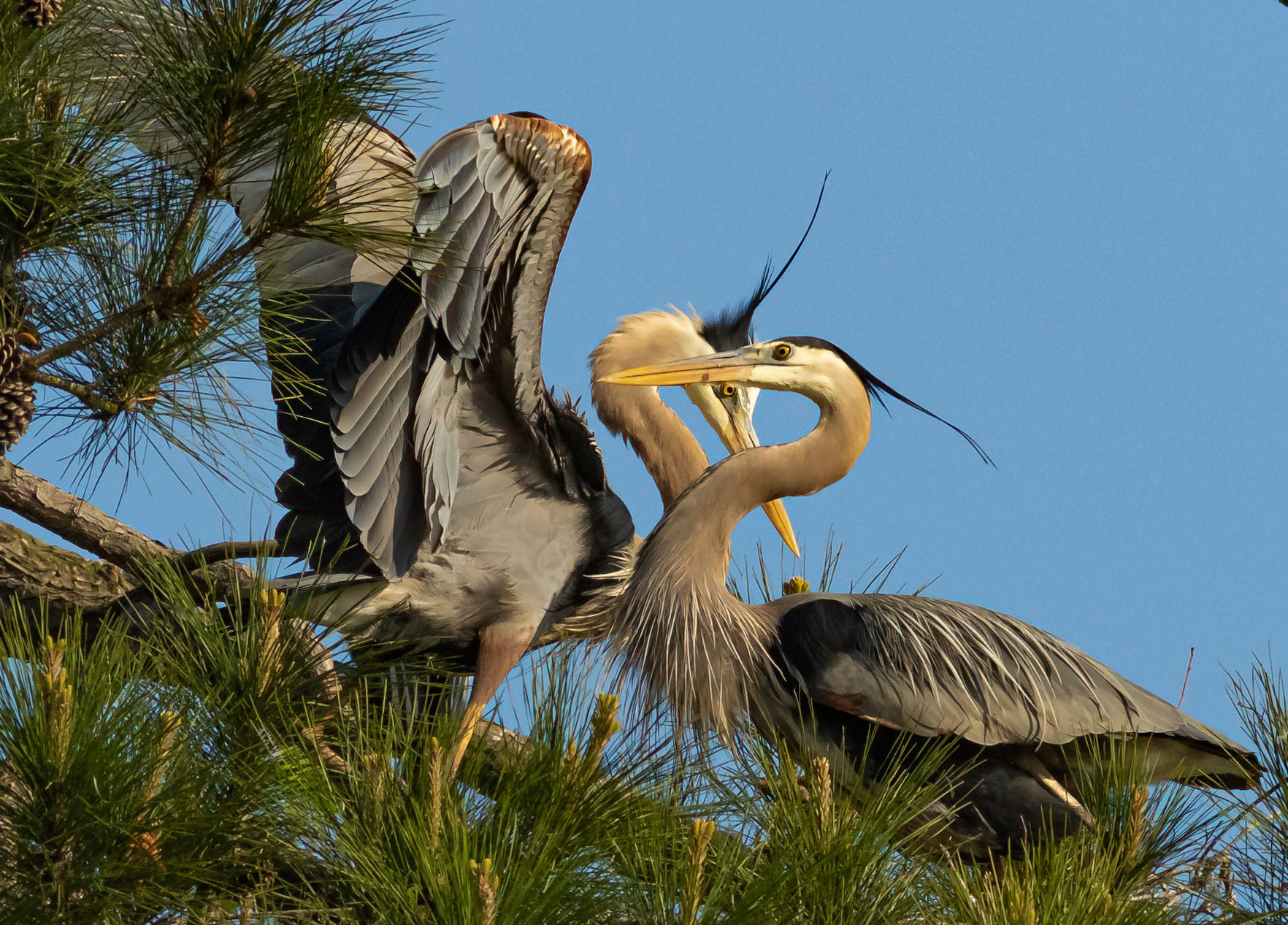 Rookery 2, Sea Trail