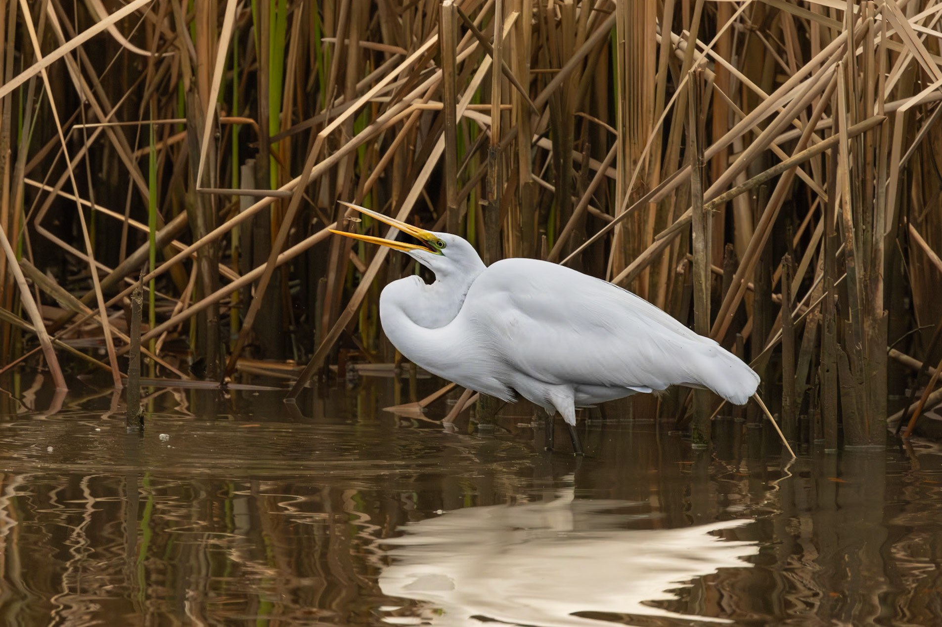 Great egret 53, Magnolia Cemetery