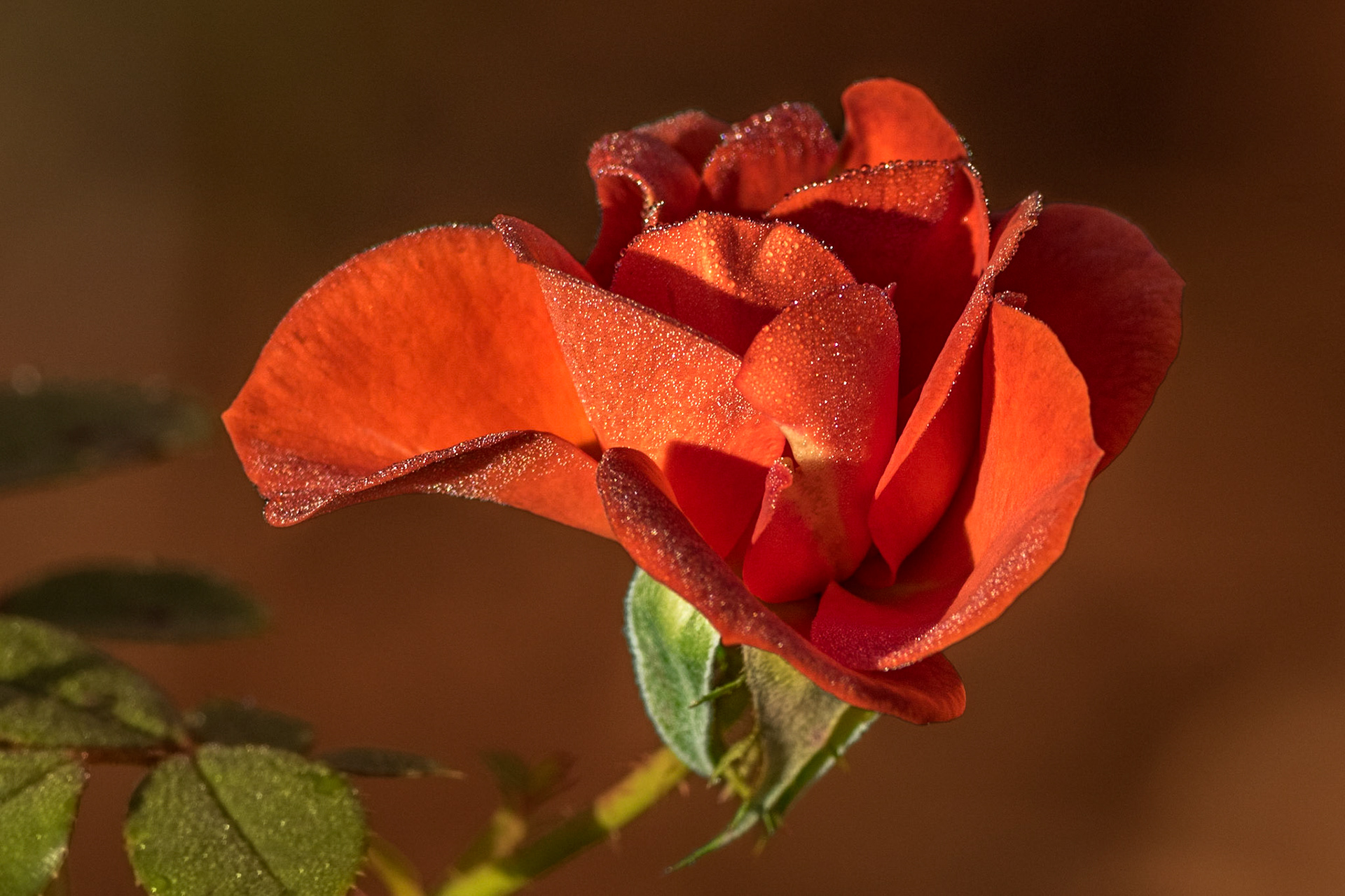 Rose 13, Brunswick County Botanical Gardens