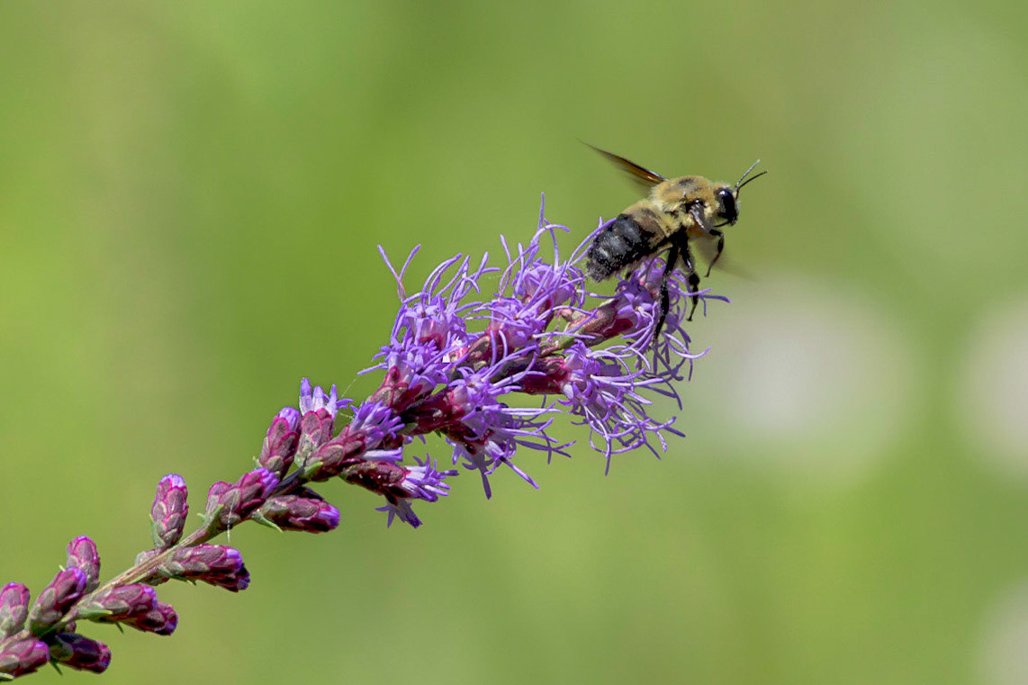Bee on dense blazing star 5, Green swamp area