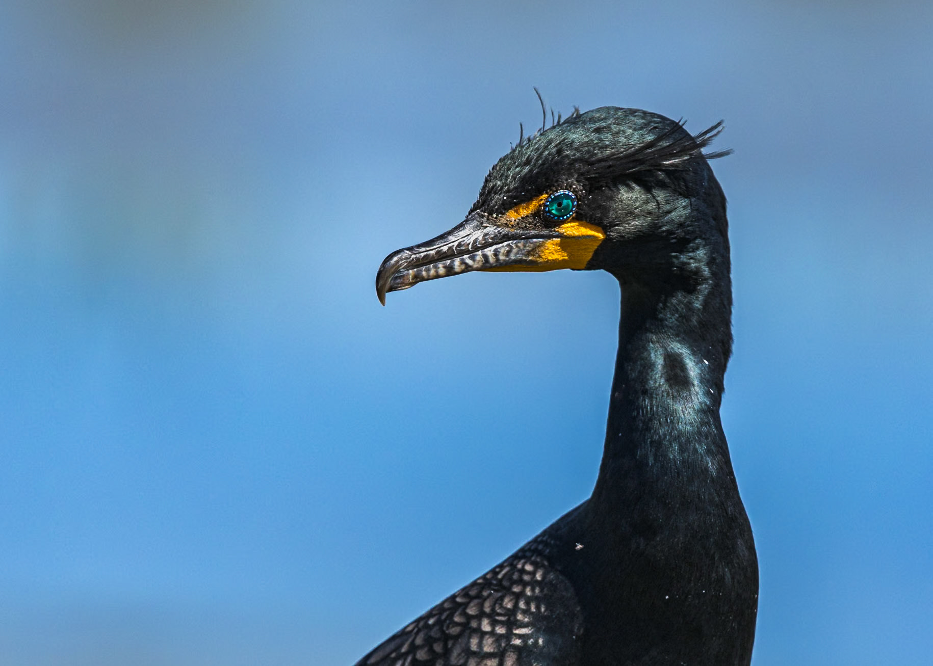 Cormorant 17, Huntington Beach State Park, SC