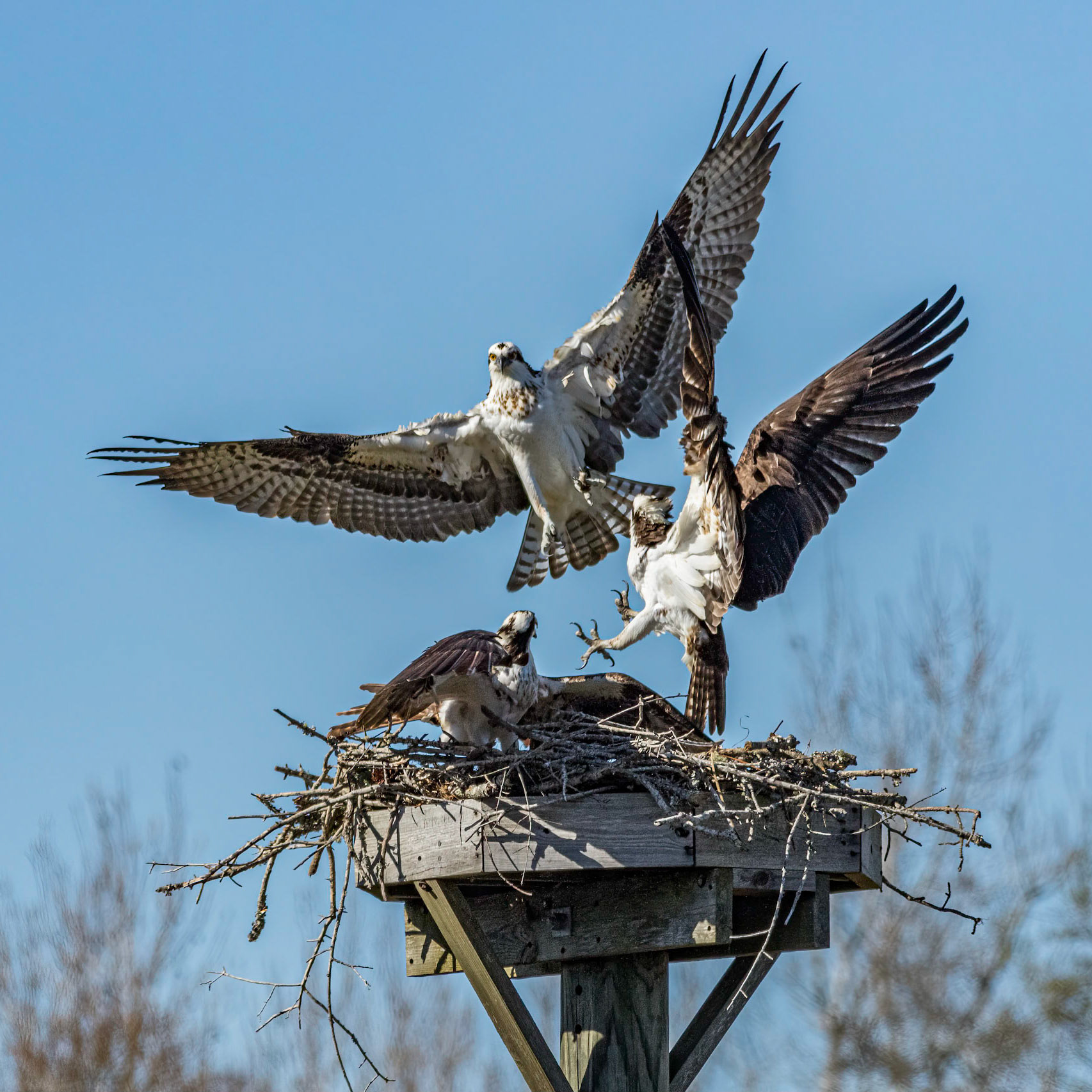 Osprey Fight 3, platforms, Sea Trail, NANPA Showcase 2023 semi-finalist