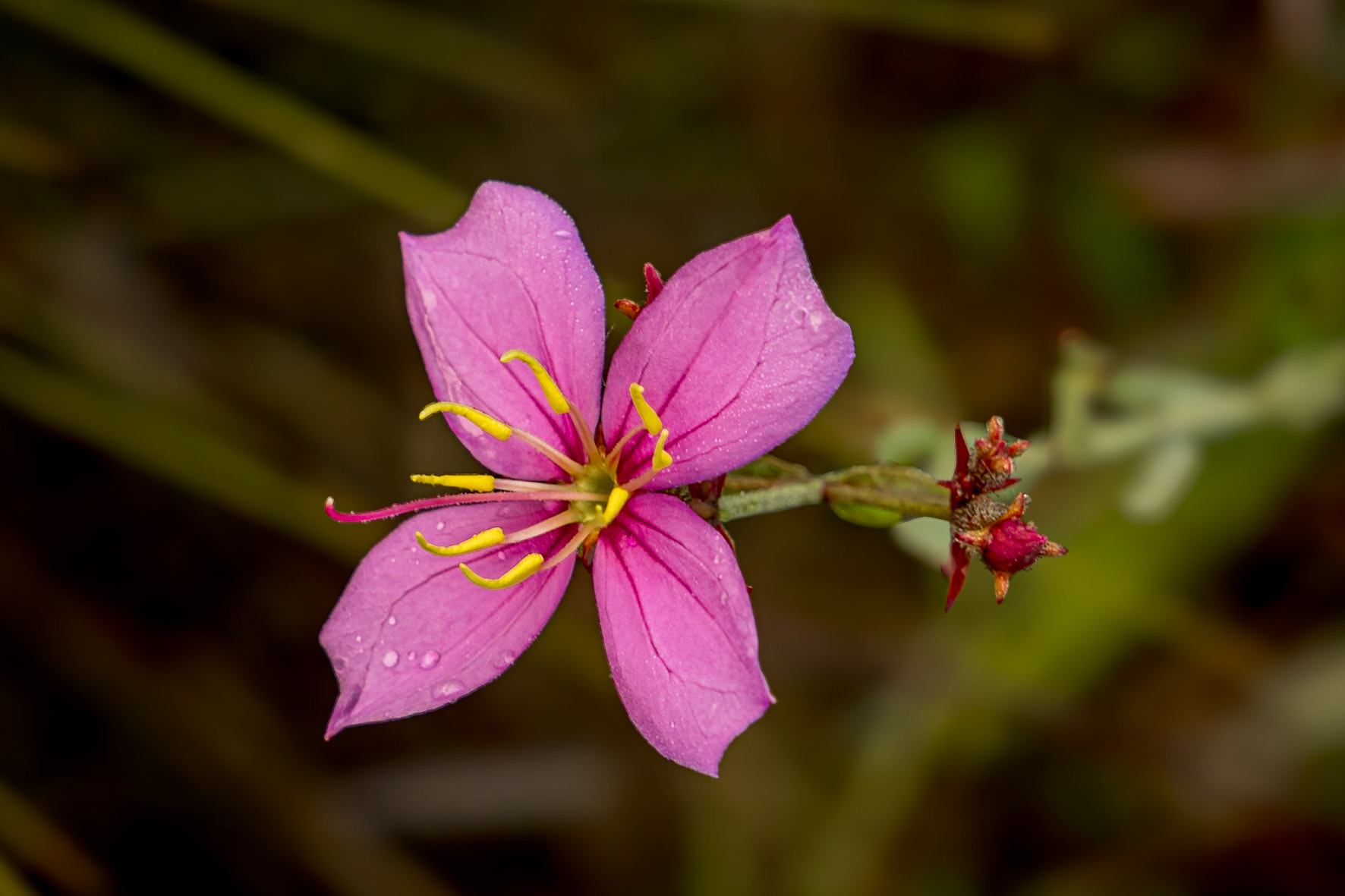 Savannah meadow beauty 4, Green Swamp Preserve