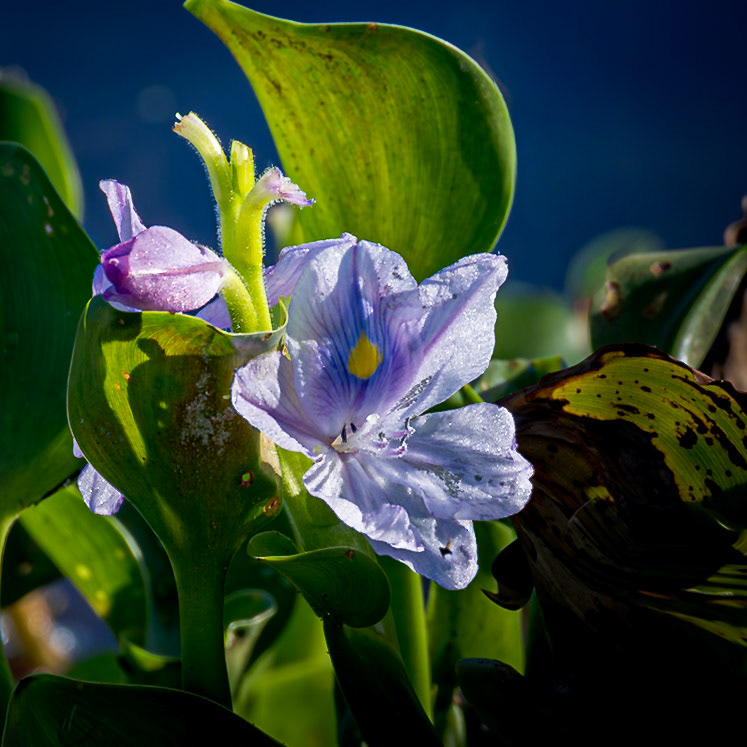 Water Hyacinth 1, Carl Bazemore Bird Walk, Sunset Beach
