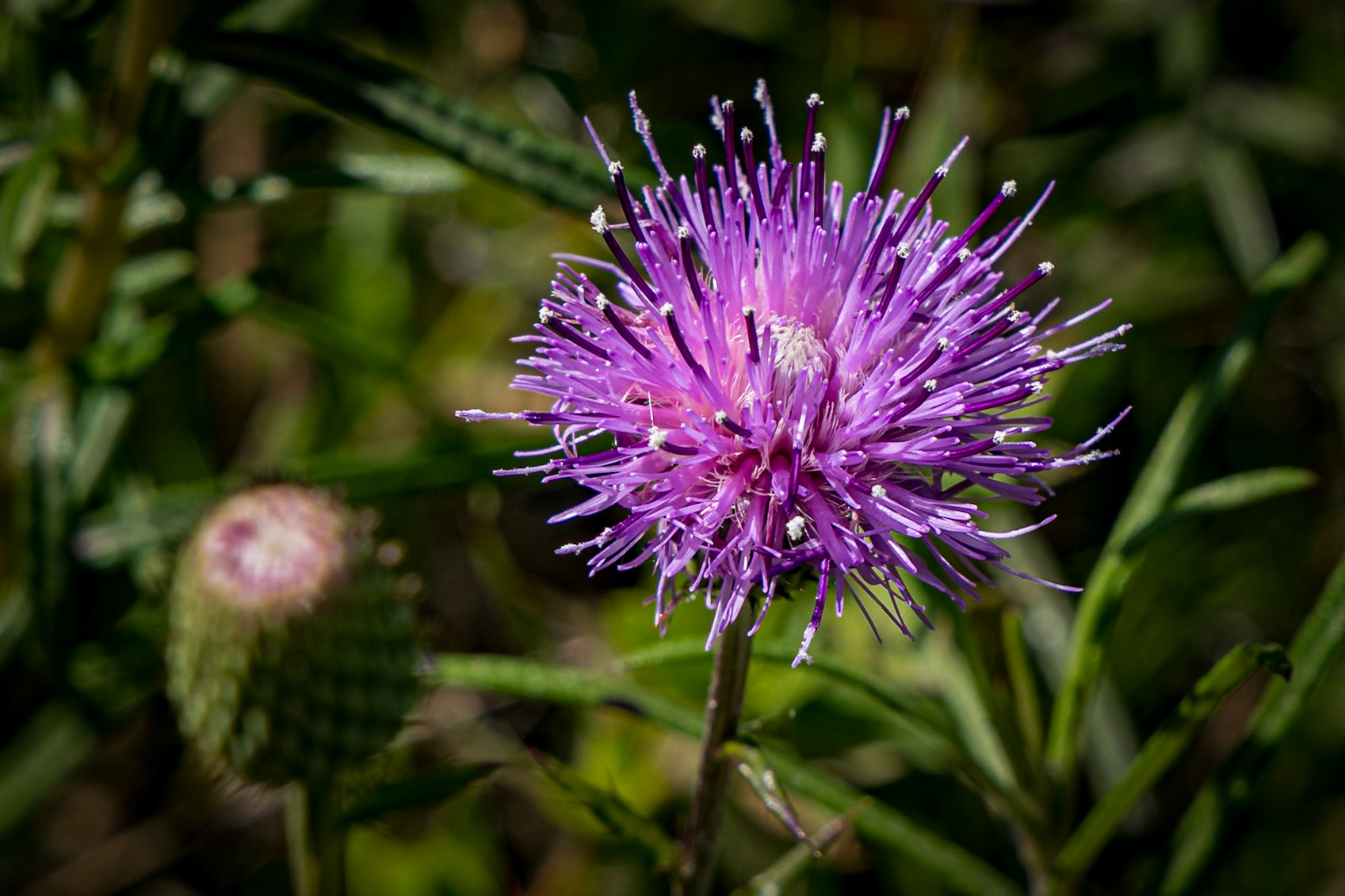 Virginia Thistle 1, Greater Green Swamp Area