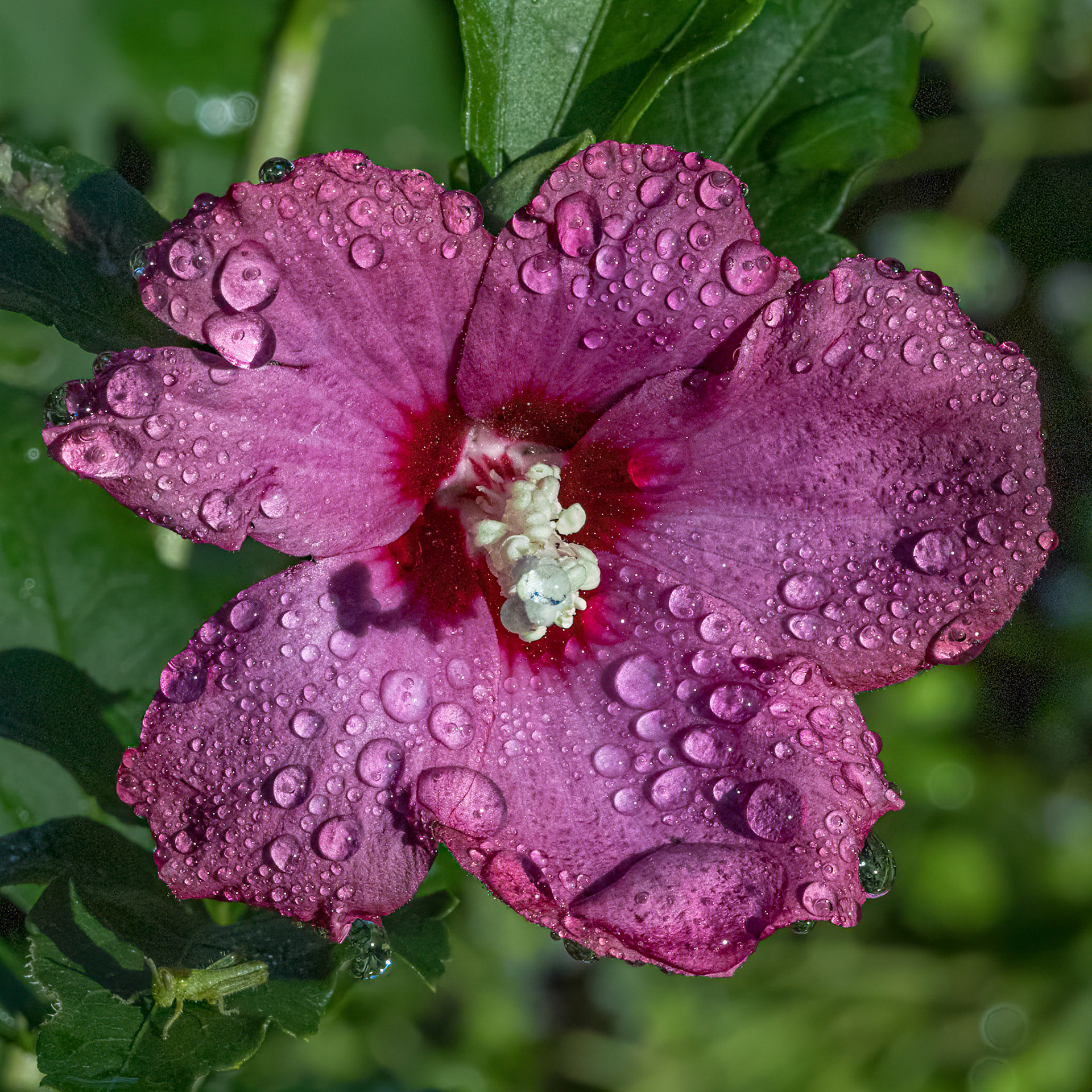 Hibiscus 2, Brunswick County Botanical garden