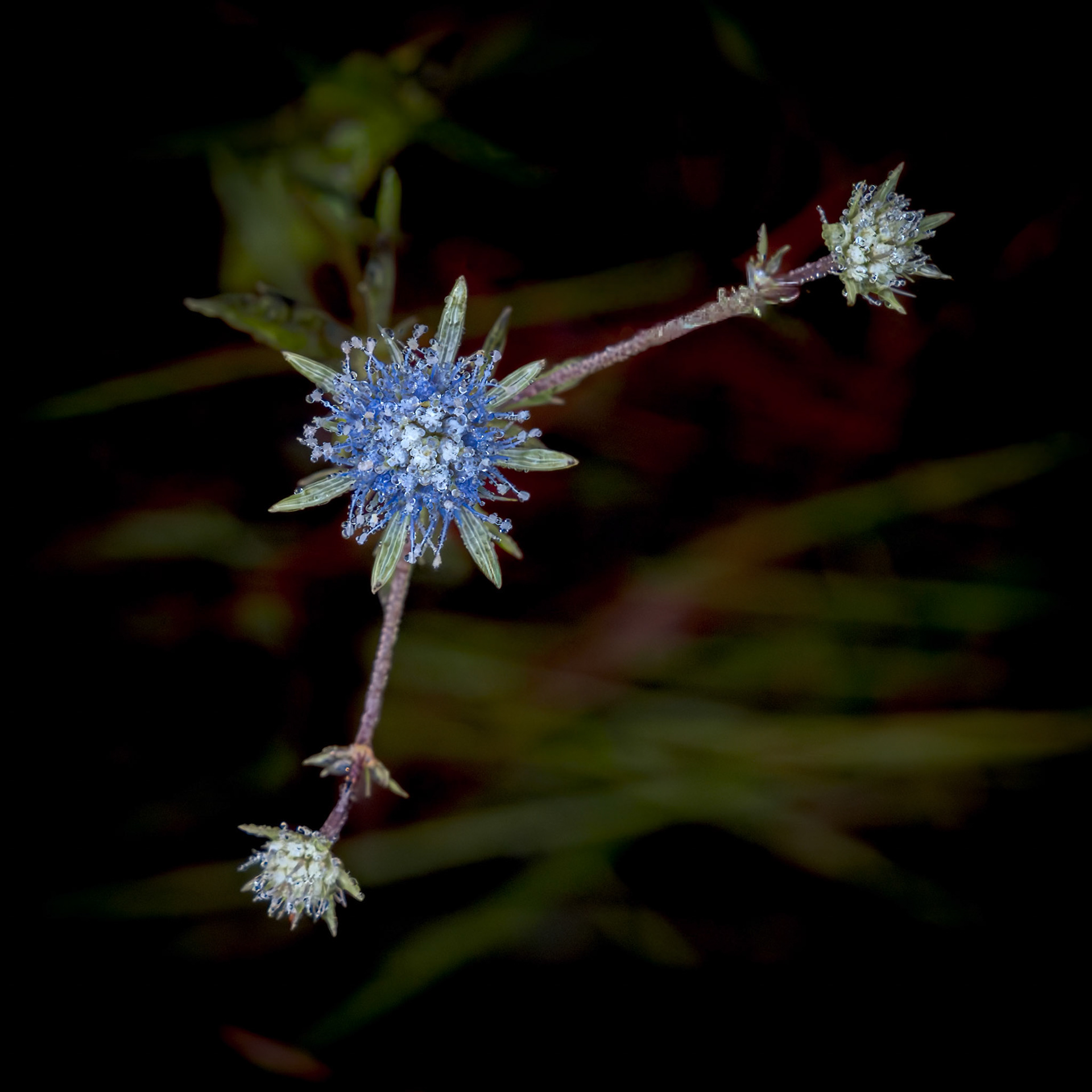 Blue Eryngo Flower 1, Green Swamp Preserve