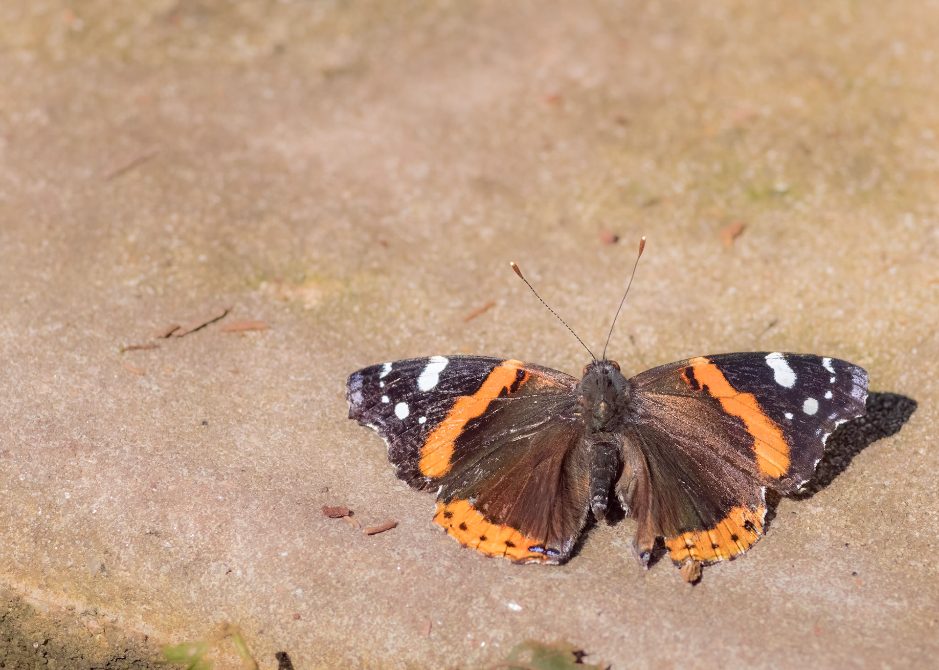 Red admiral 1, Airlie Gardens