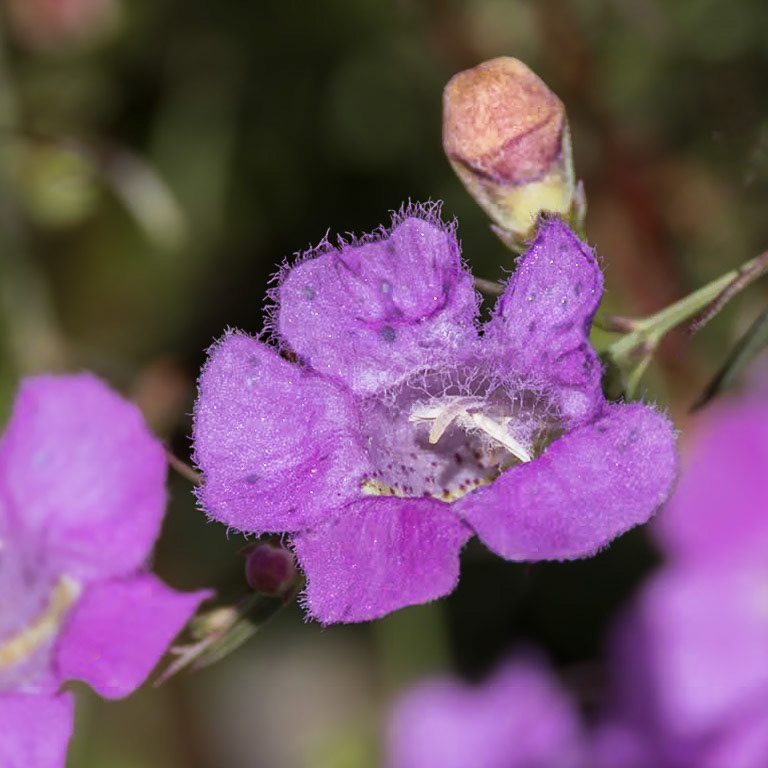 Purple false foxglove 1, Green Swamp area
