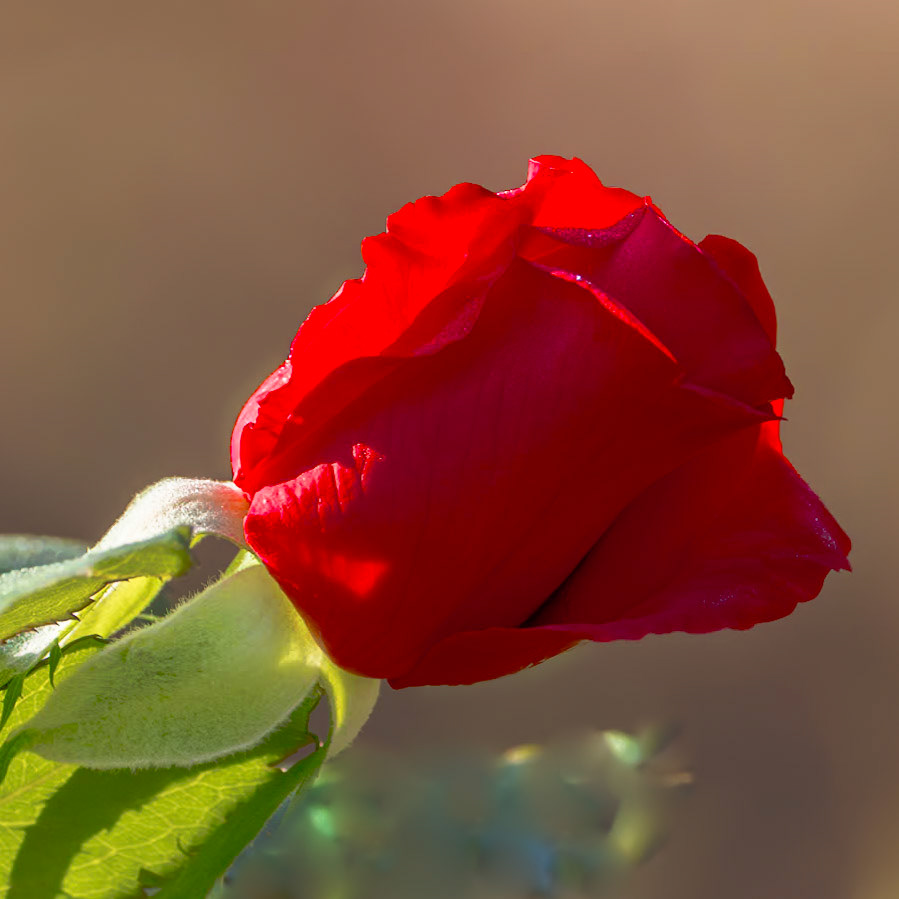 Rose 44, New Hanover County Arboretum