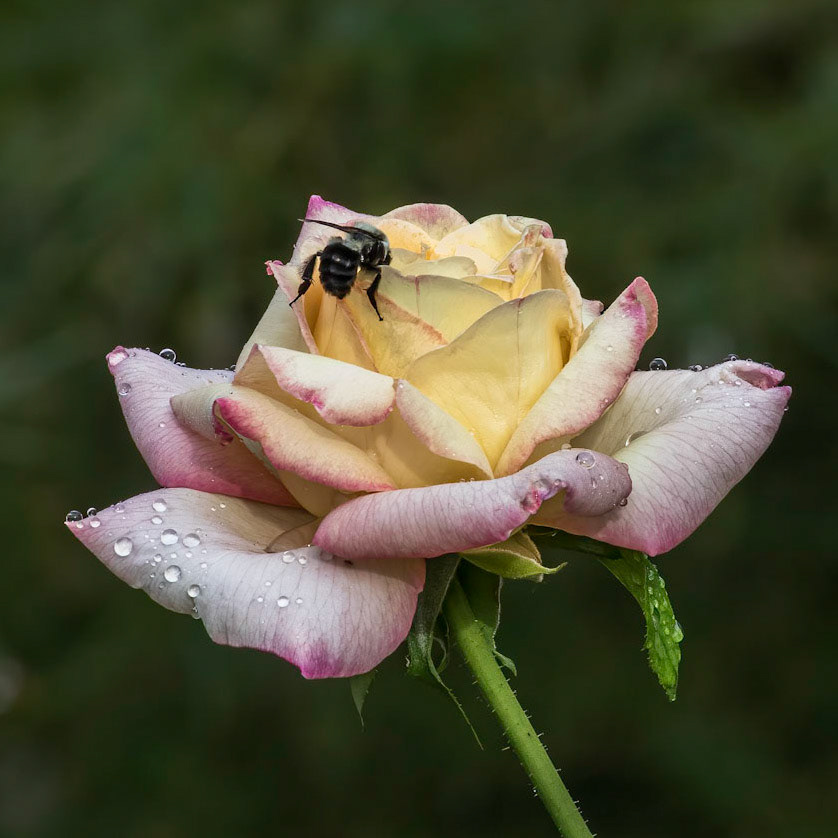 Rose 6, Brunswick County Botanical Gardens