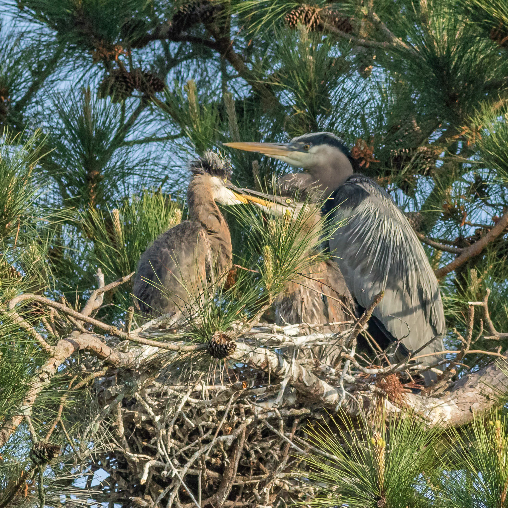 Rookery 15, Sea Trail