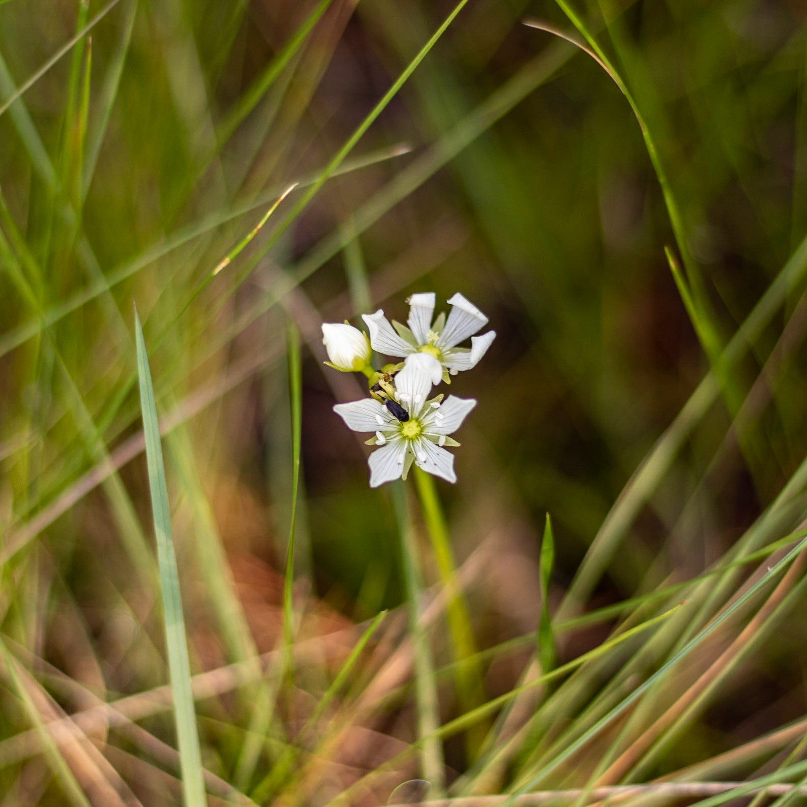 Venus flytrap 1, Green Swamp Preserve