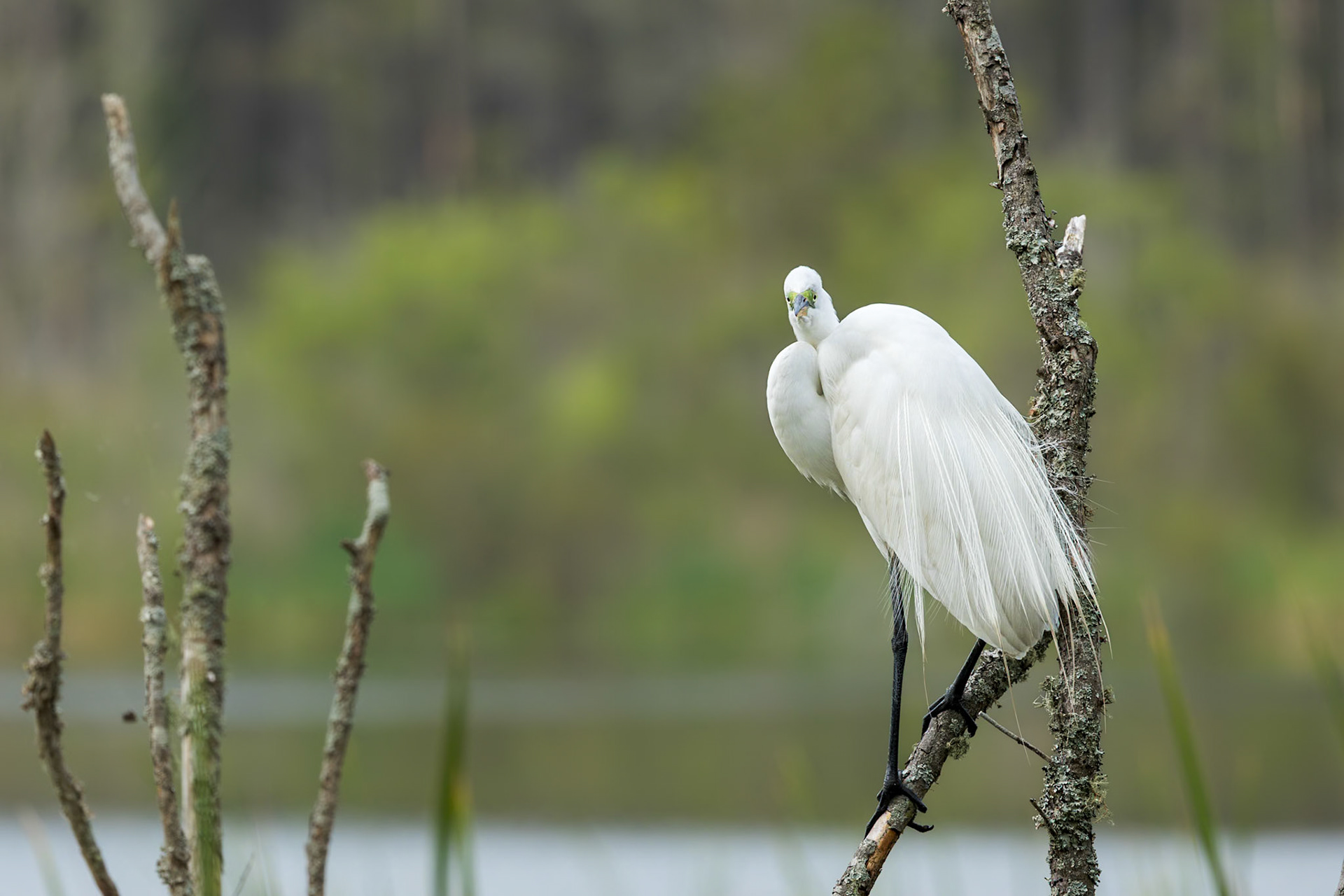Great egret 88, Huntington Beach State Park