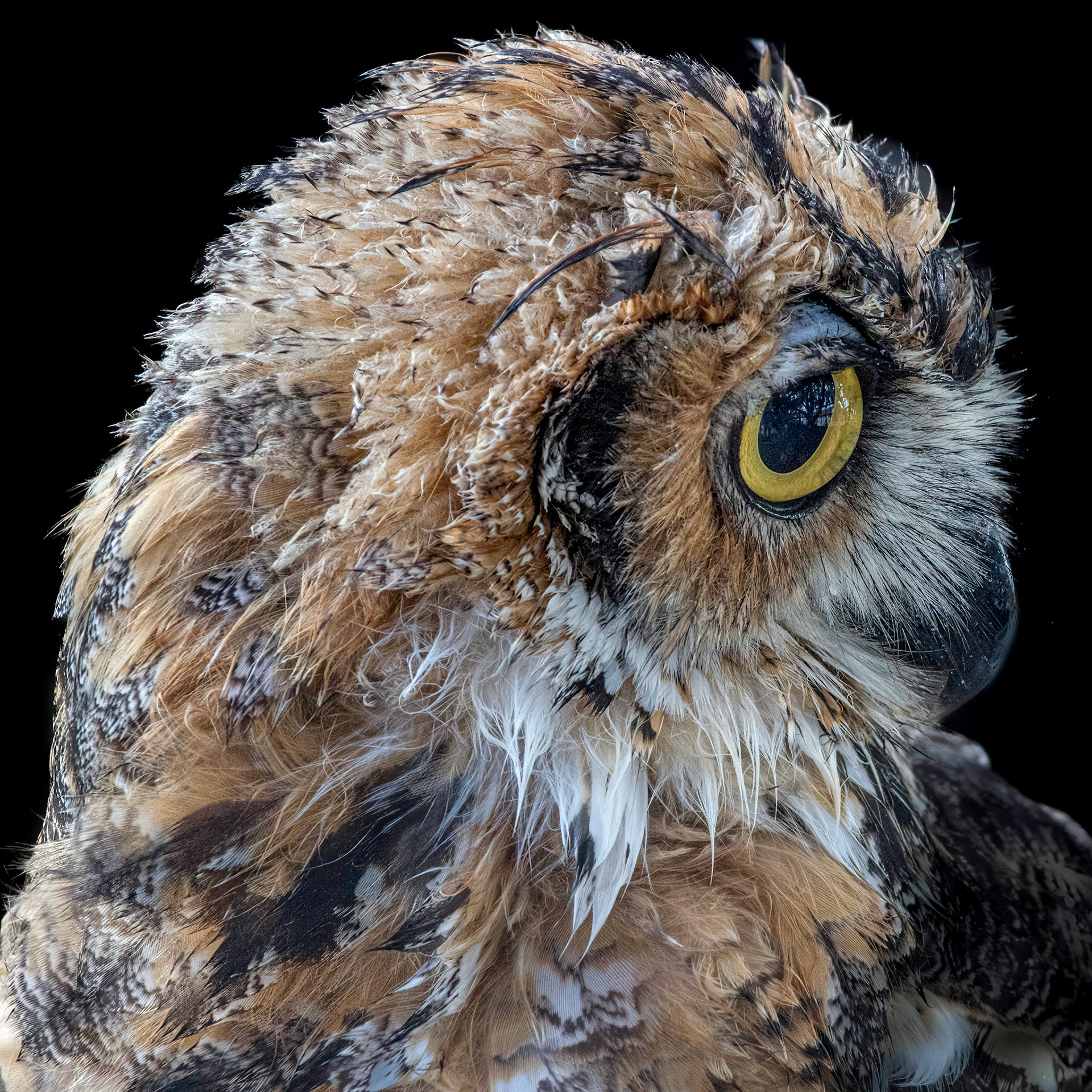 Hootsie 14, Great Horned Owl Juvenile, Sea Biscuit Wildlife Shelter