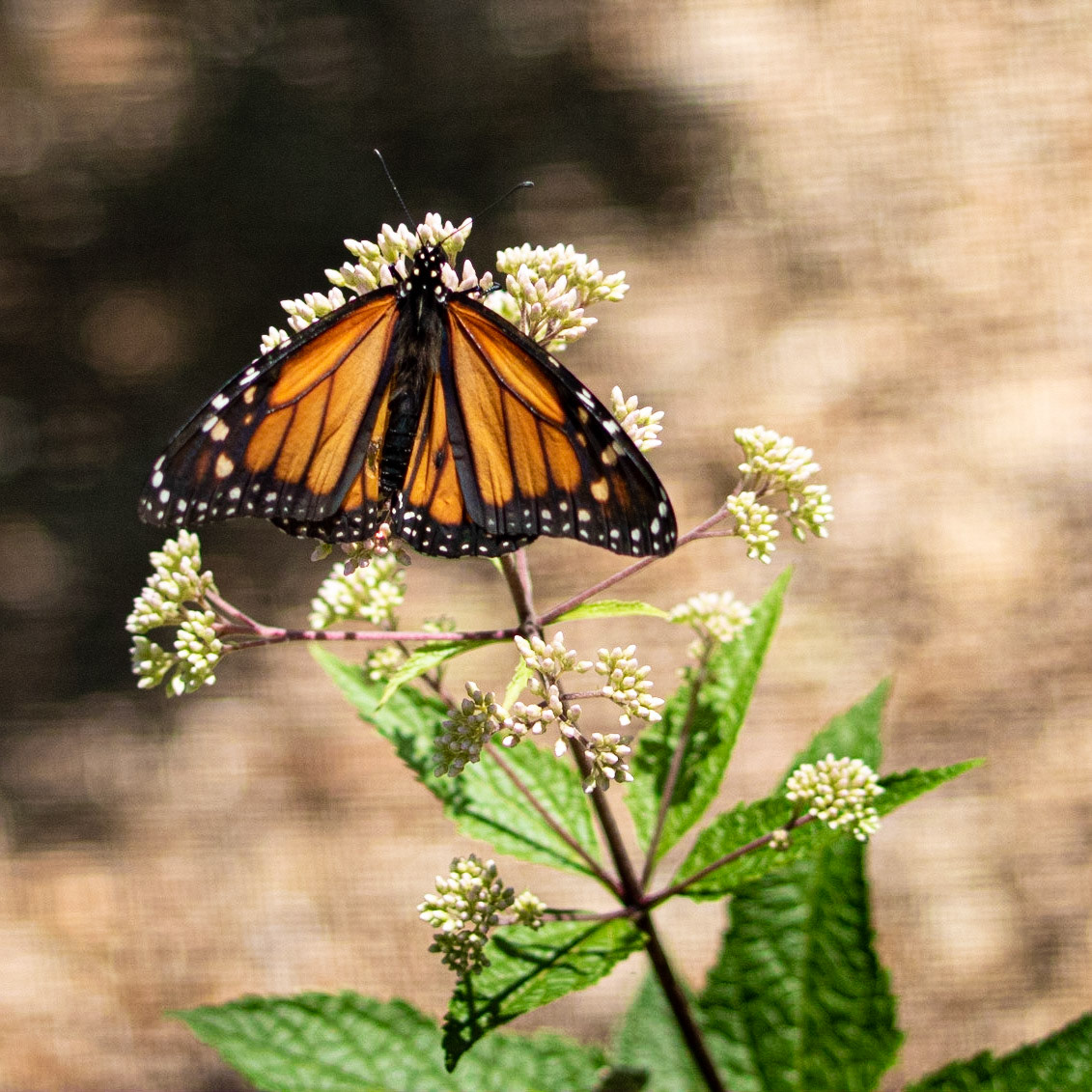 Monarch 3, Airlie Gardens