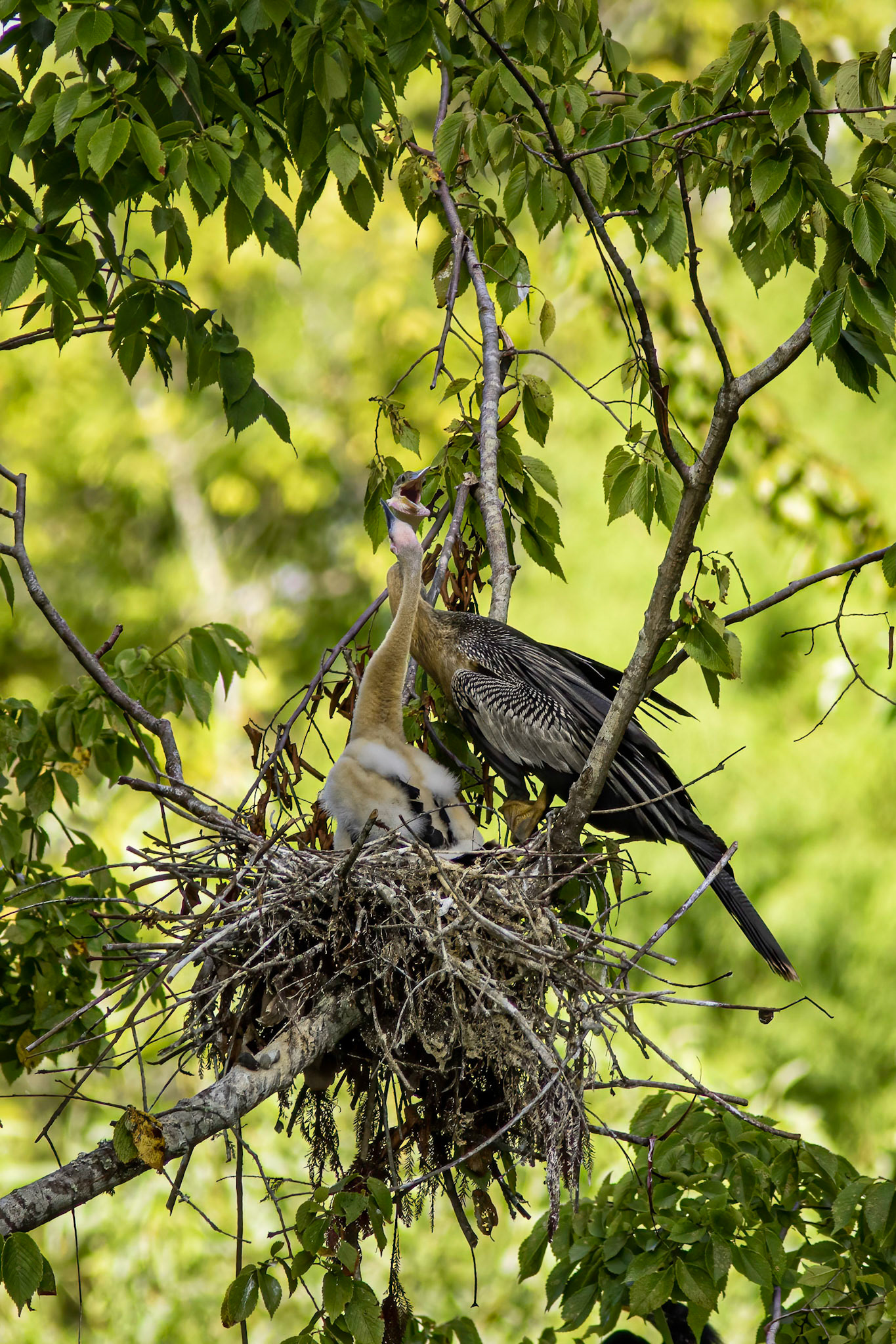 Anhinga nest 38, Sea Trail, Week of August 1, Nest 2