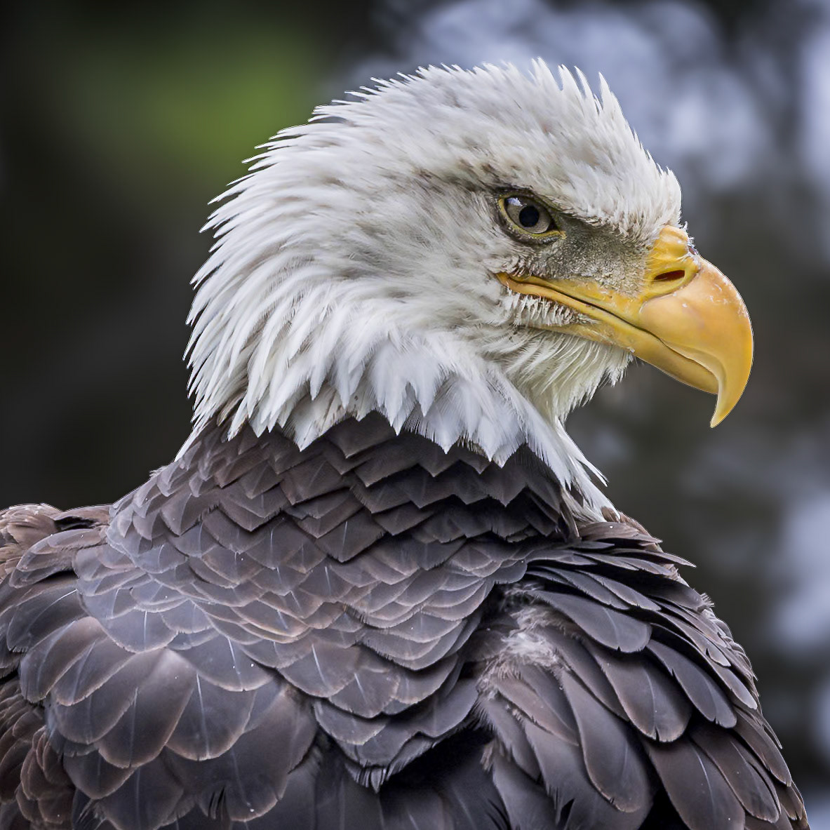 Bald eagle 59, Grandfather Mountain, NC