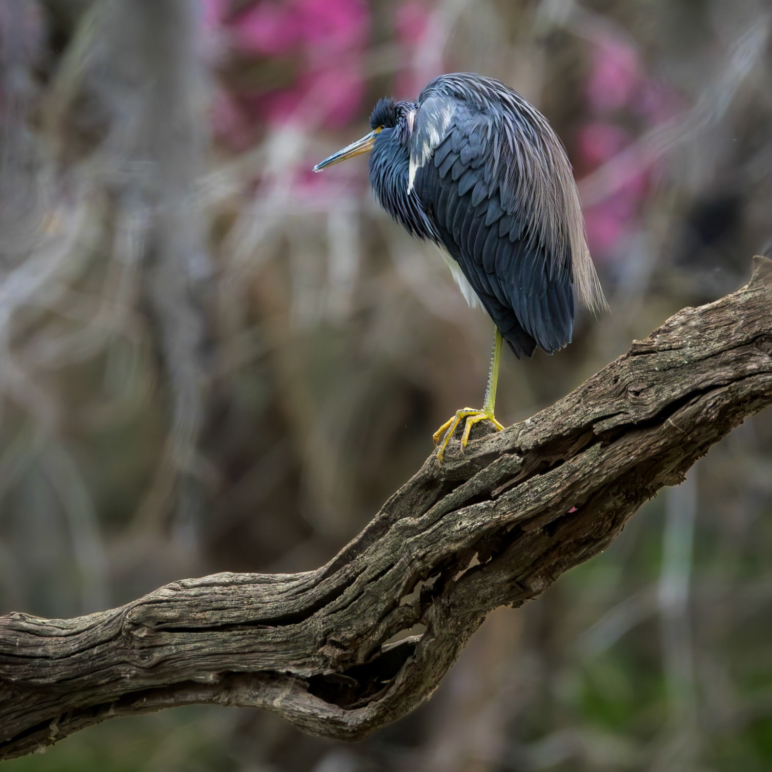 Tricolor heron 40, Magnolia Cemetery