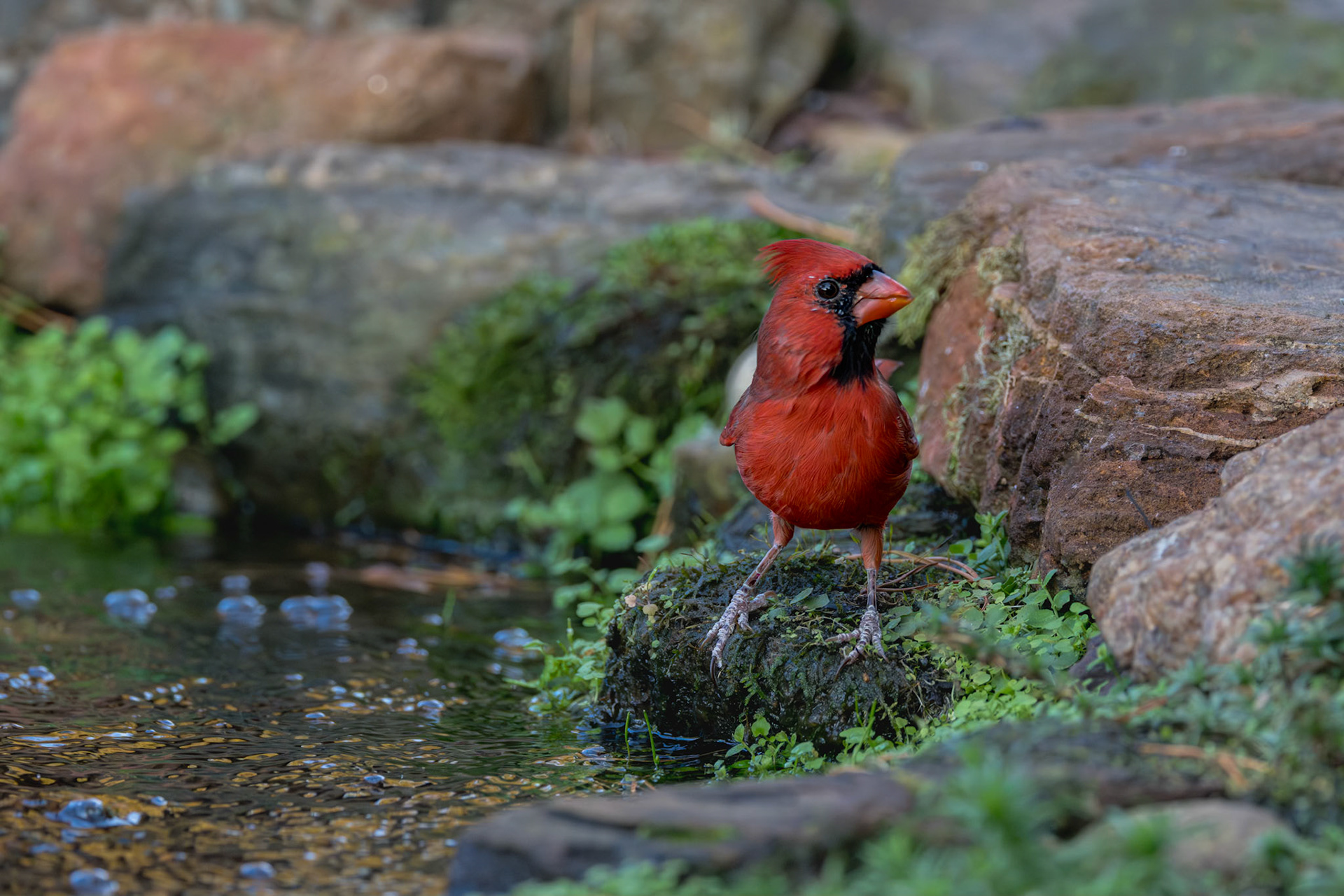Male cardinal 12, The Nut House, Clemson, SC