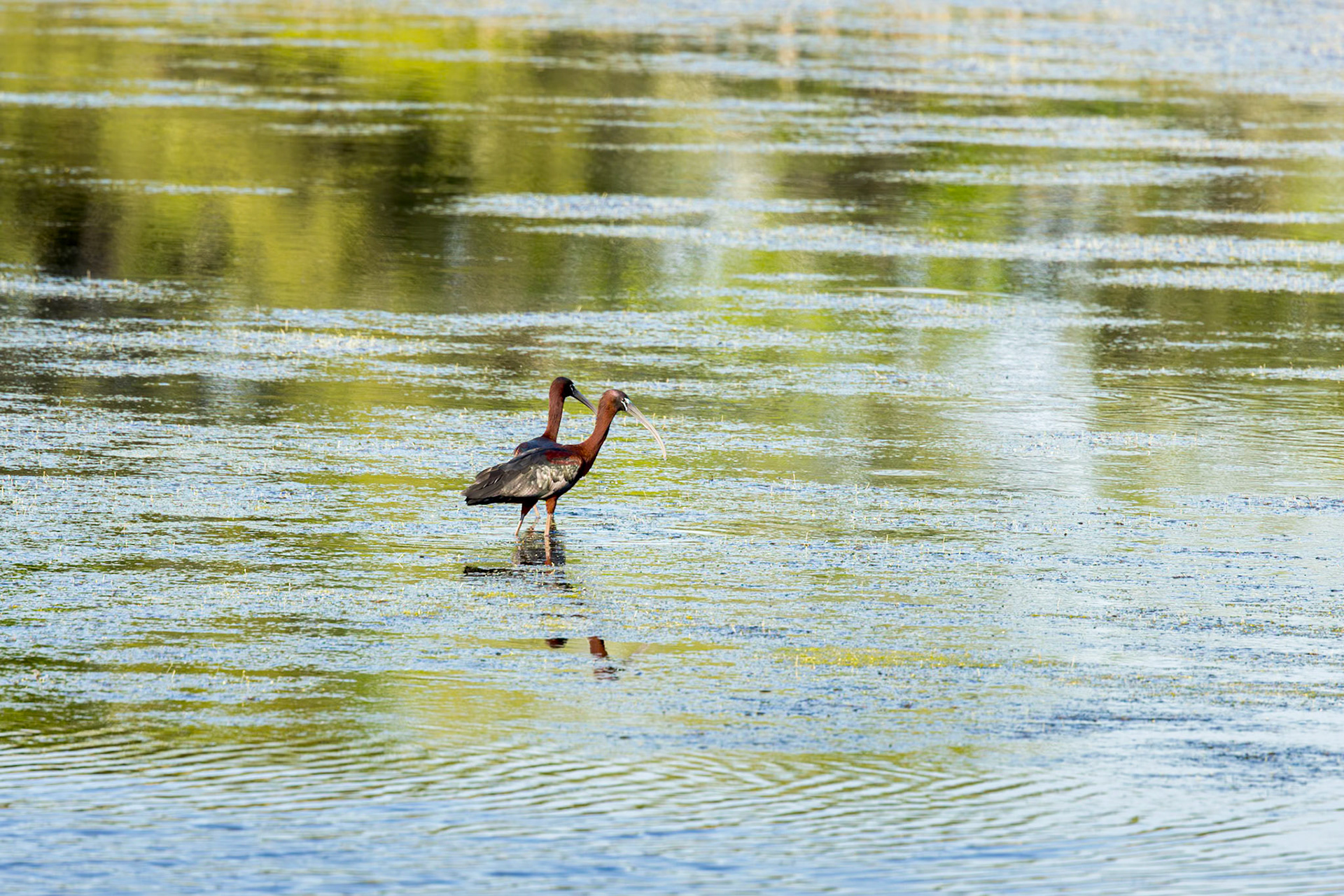 Glossy ibis 1, Huntington Beach State Park, SC