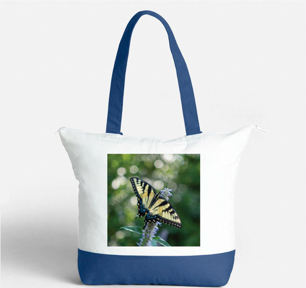 Eastern Tiger swallowtail 2 on blue