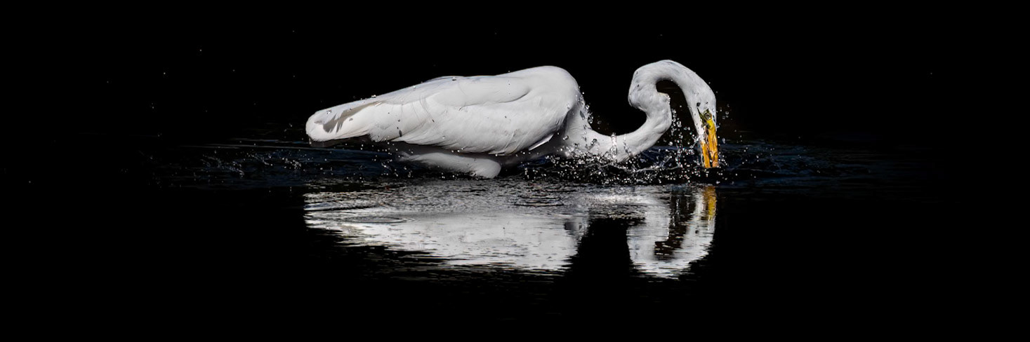 Great Egret 48, Huntinton Beach SC